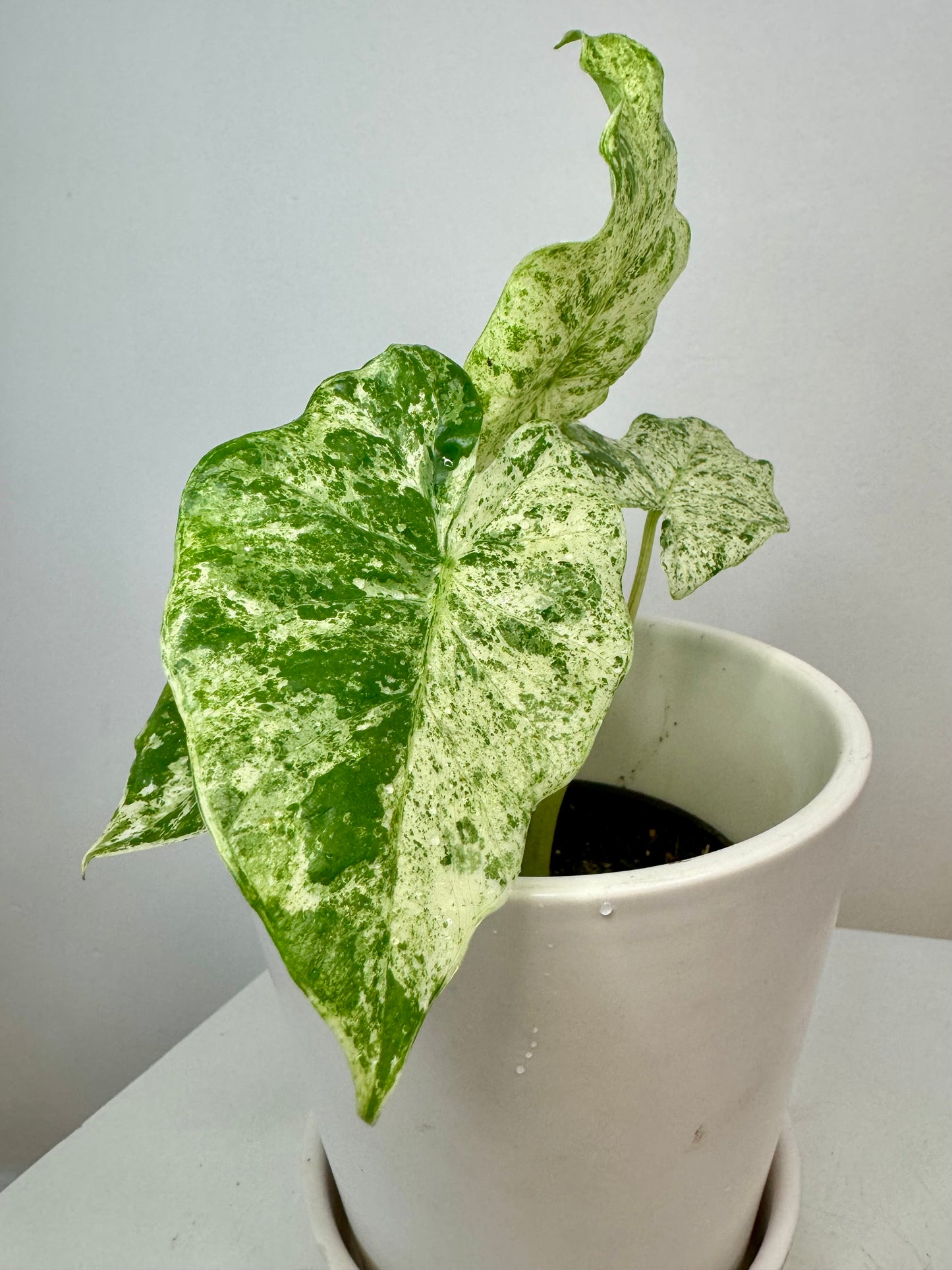 4” Alocasia Macrorrhiza Camouflage