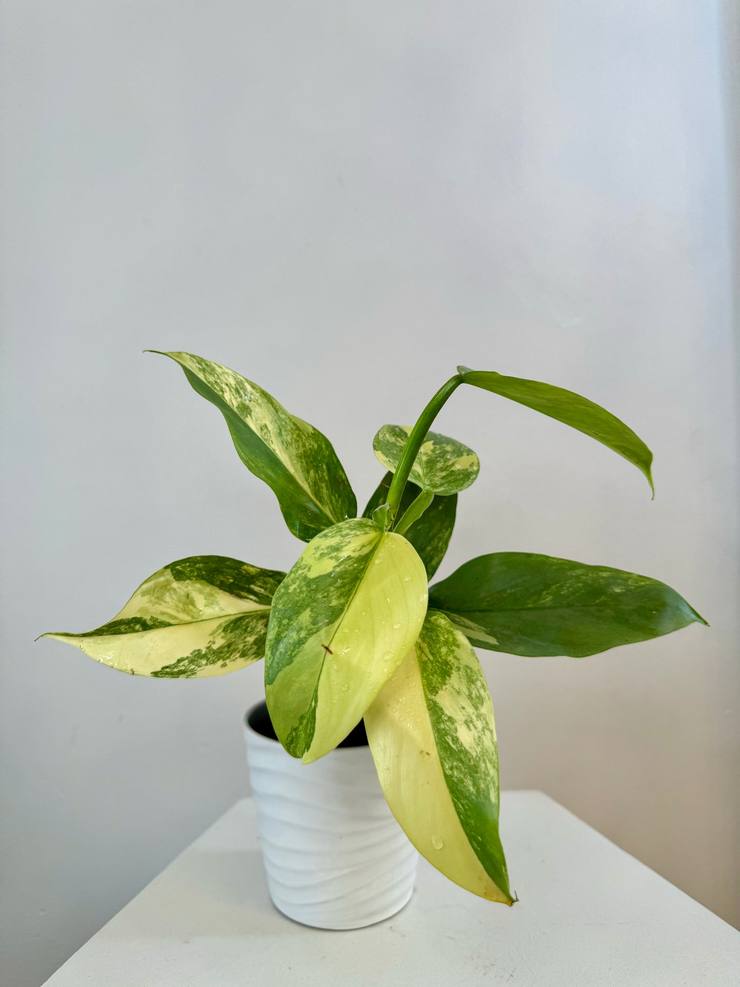 3” Philodendron Silver Sword Variegated