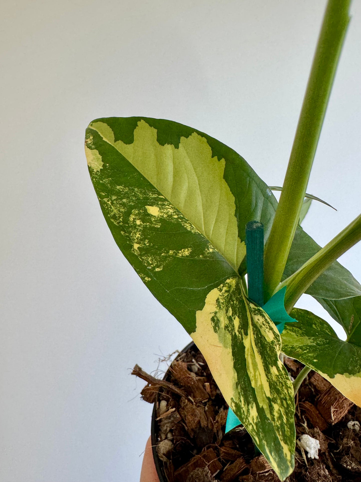 4" Syngonium Aurea