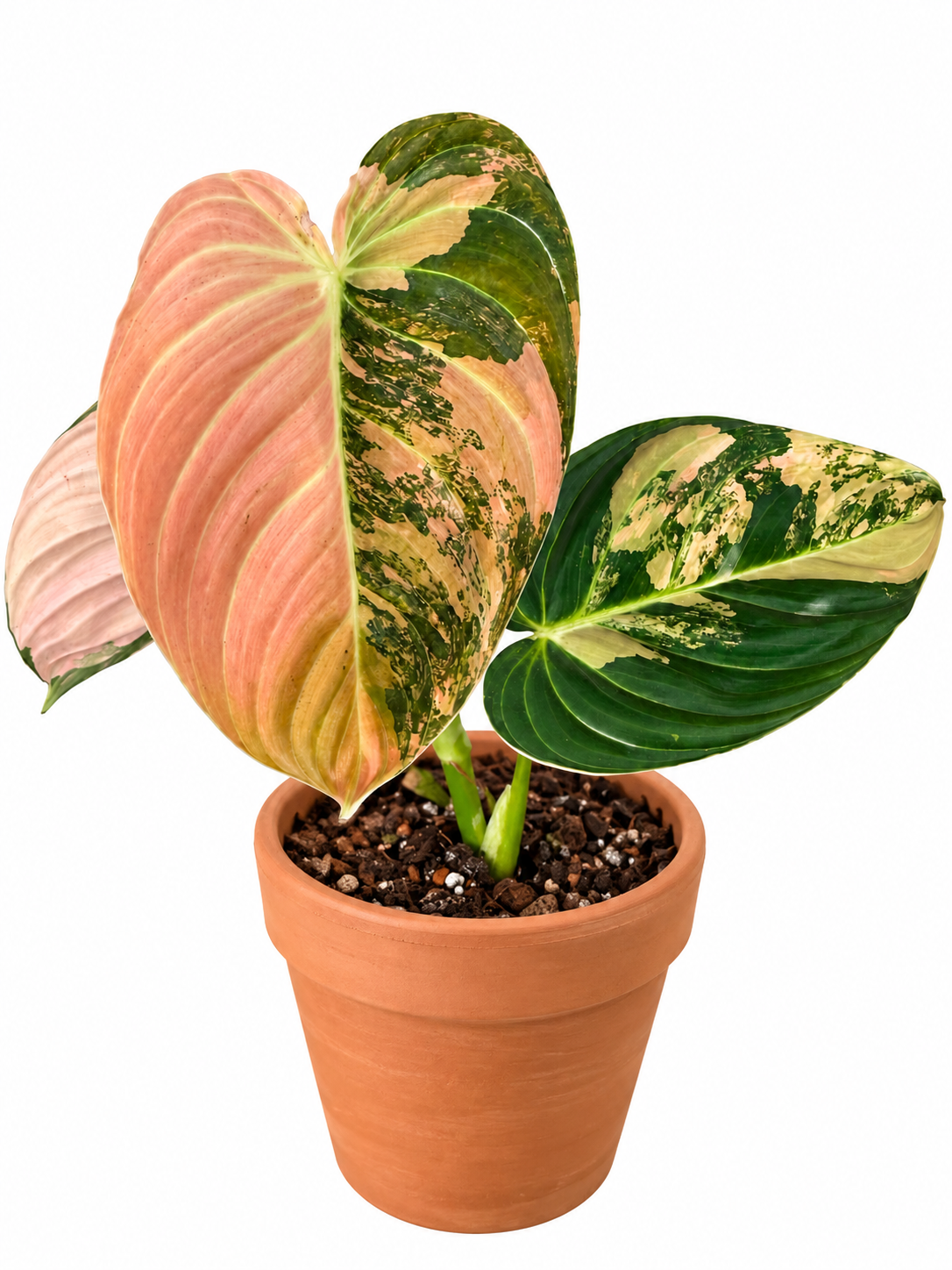 3” Philodendron Melanochrysum Variegated (Orange)