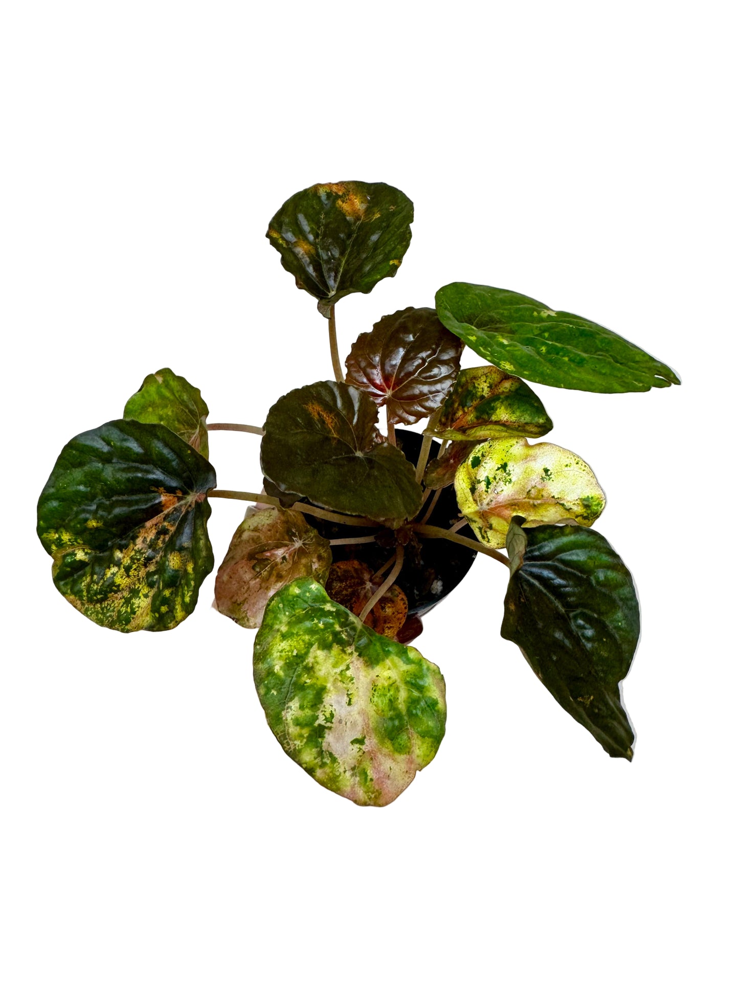 3" Peperomia Carnival