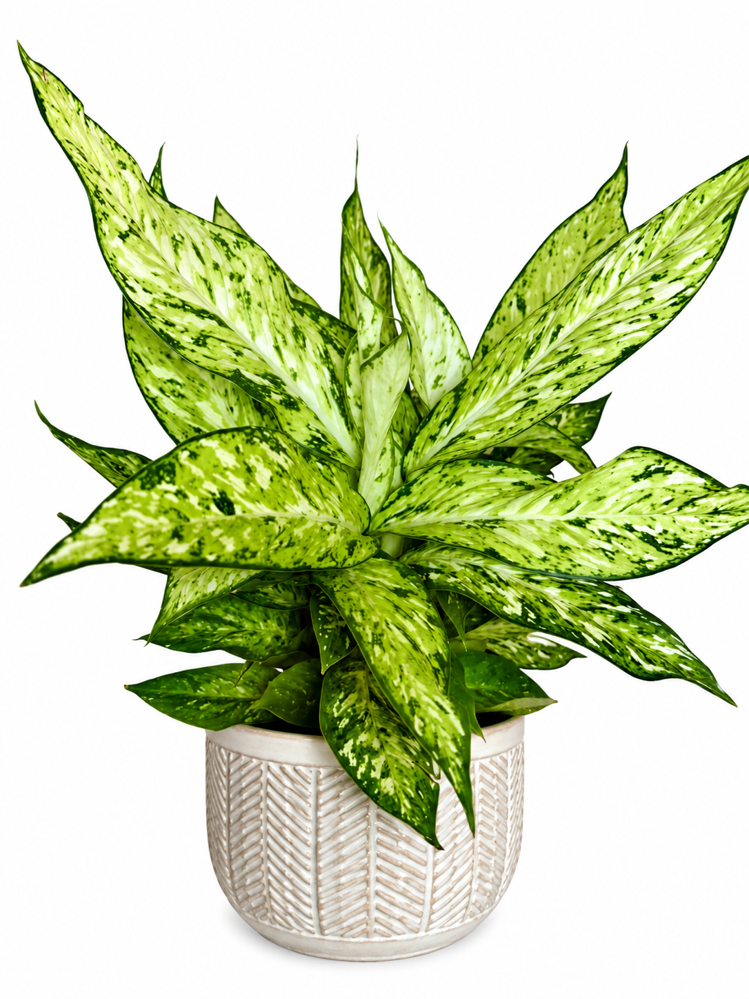 6" Dieffenbachia Starbright