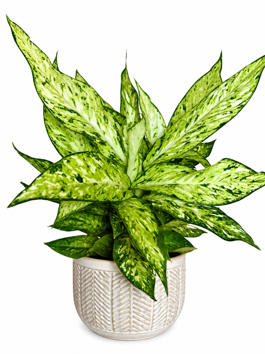 6" Dieffenbachia Starbright