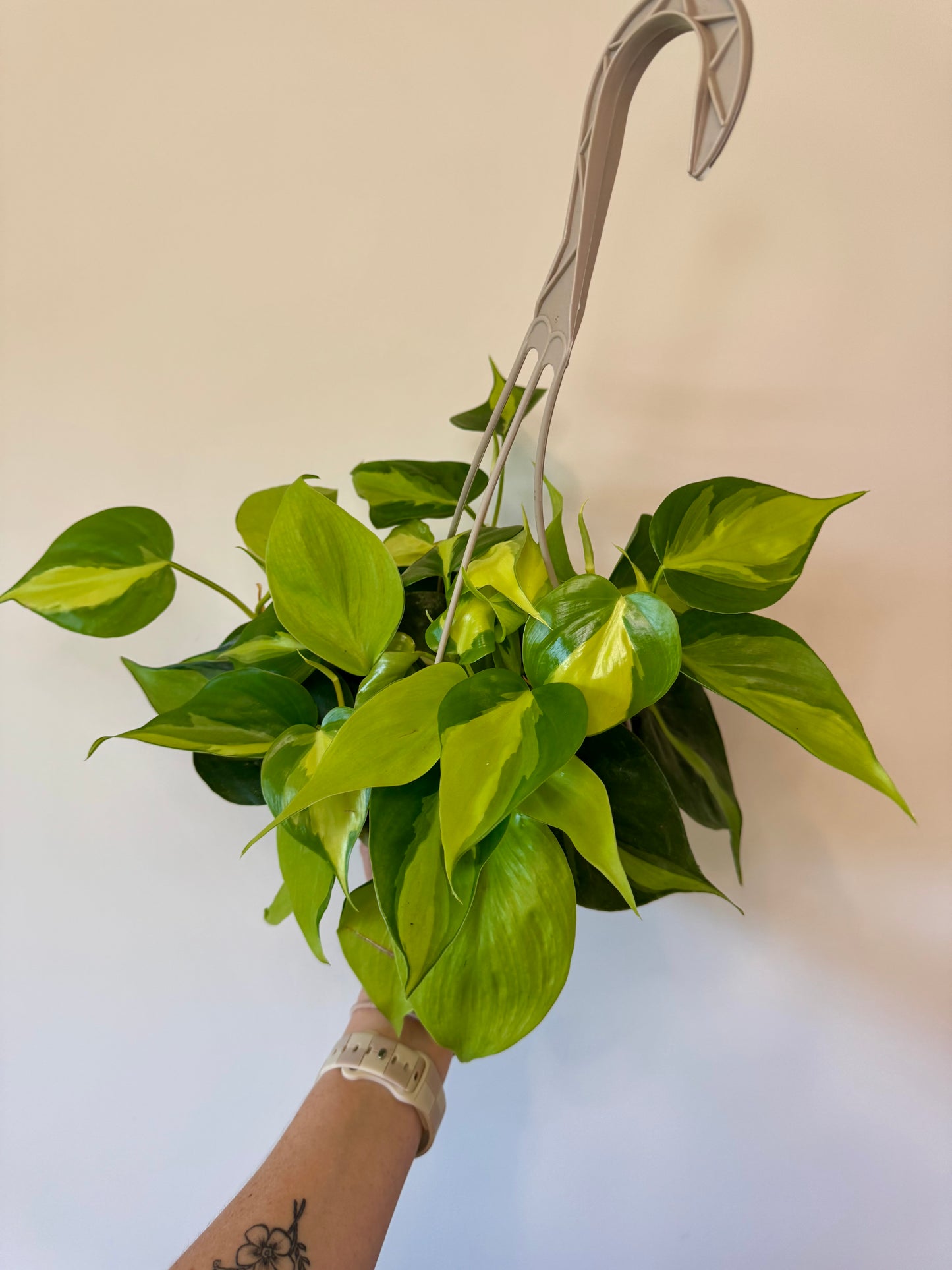 6” Philodendron Brazil