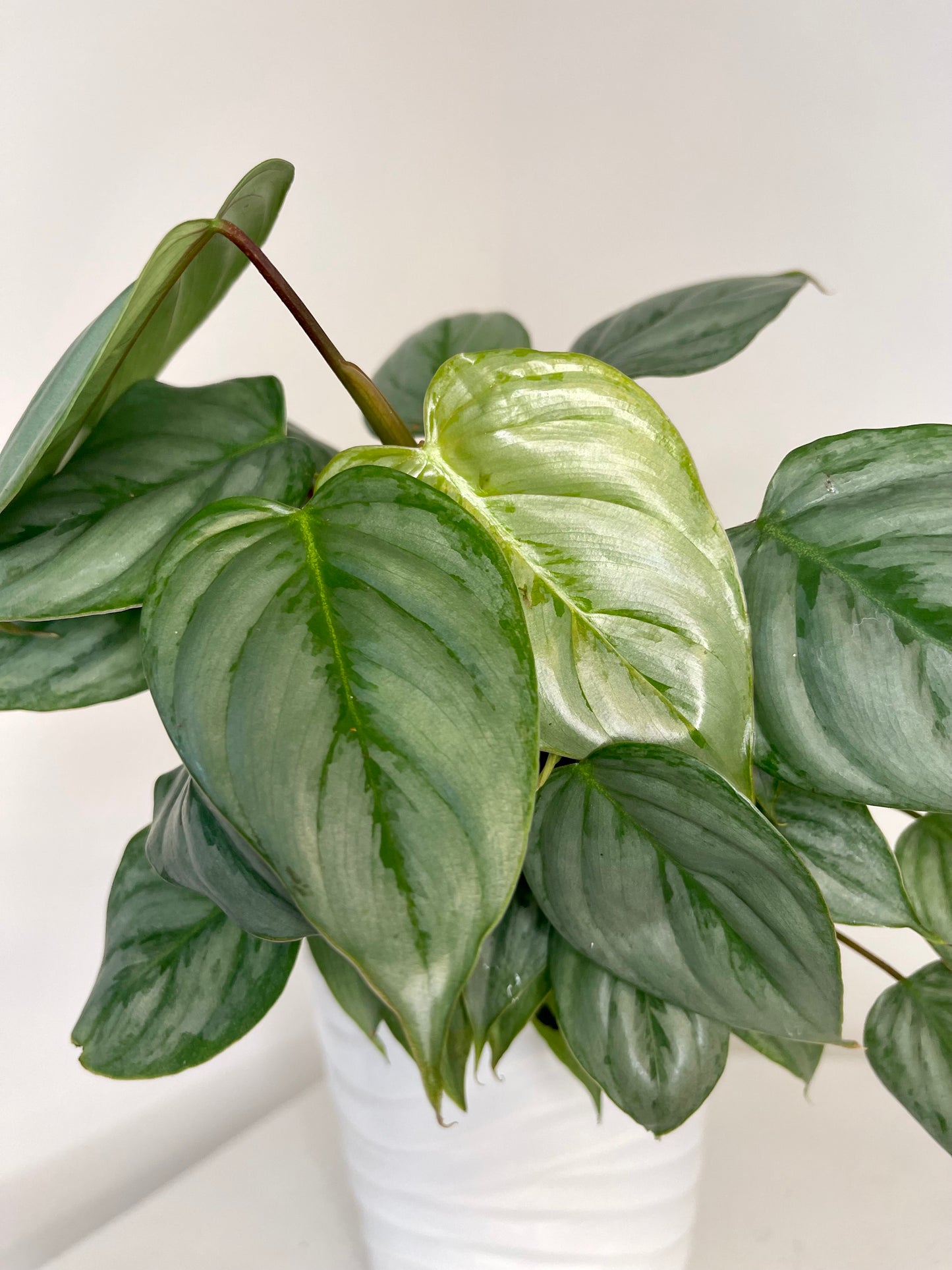 6” Philodendron Sodiroi Totem