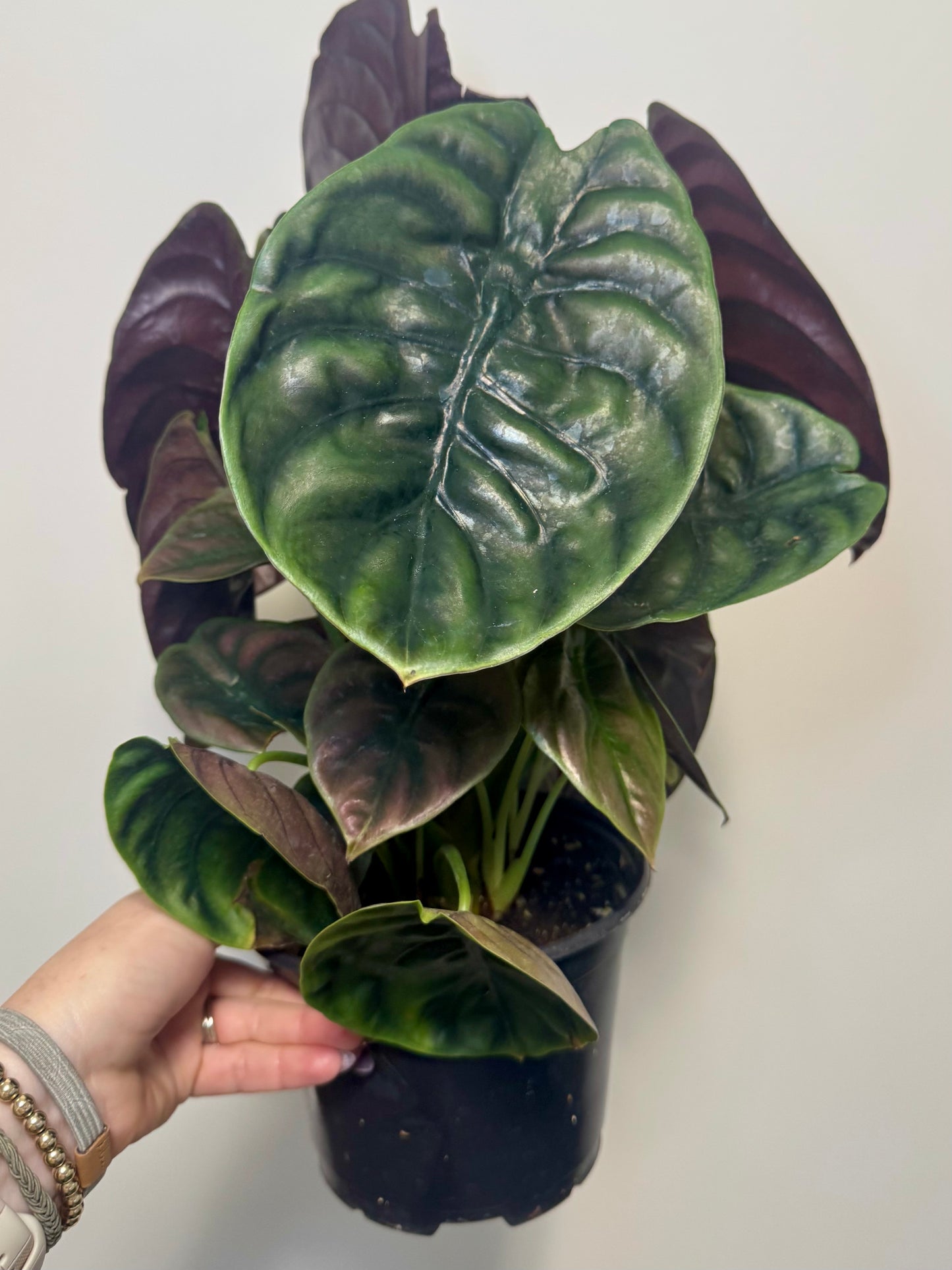 6" Alocasia Cuprea 'Red Secret'