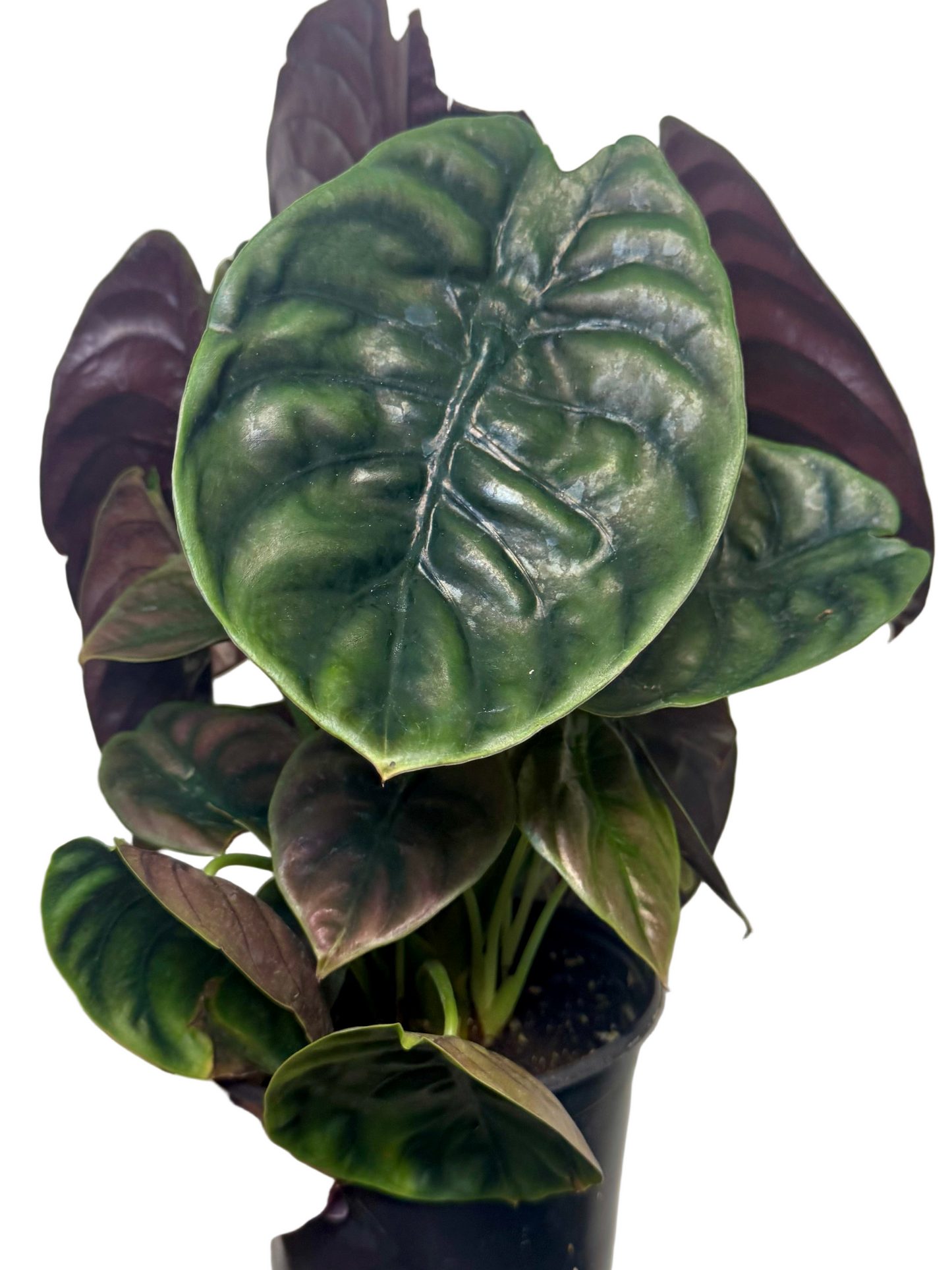 6" Alocasia Cuprea 'Red Secret'