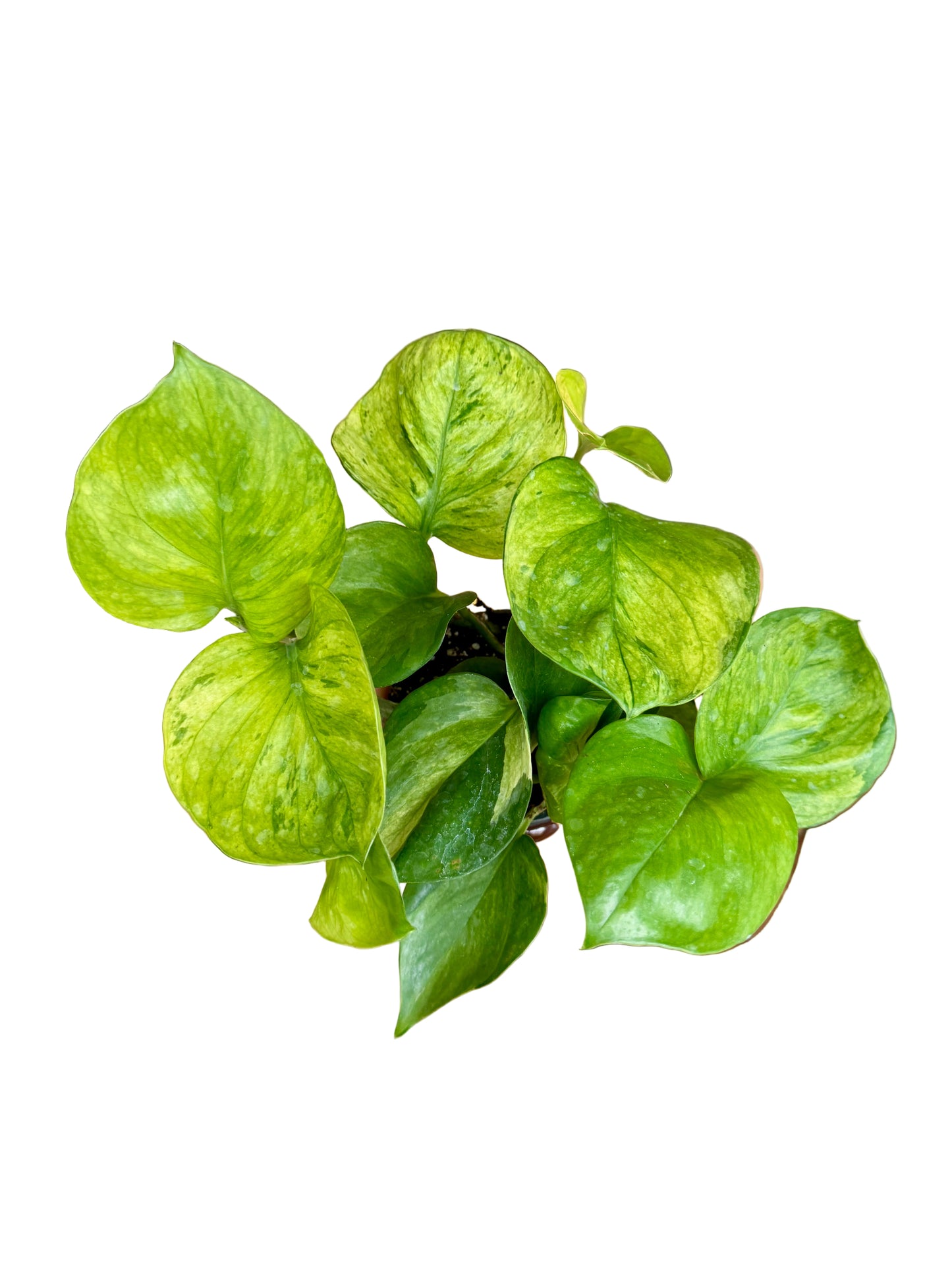 4.5” Guacamole Pothos 🌿 (Exclusive Launch!)