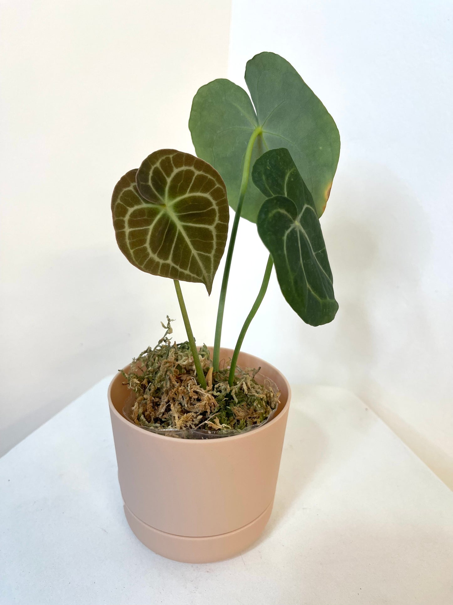 4" Anthurium Clarinervium