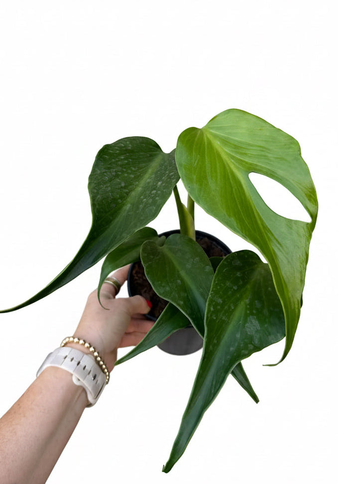 6” Monstera Burle Marx Flame