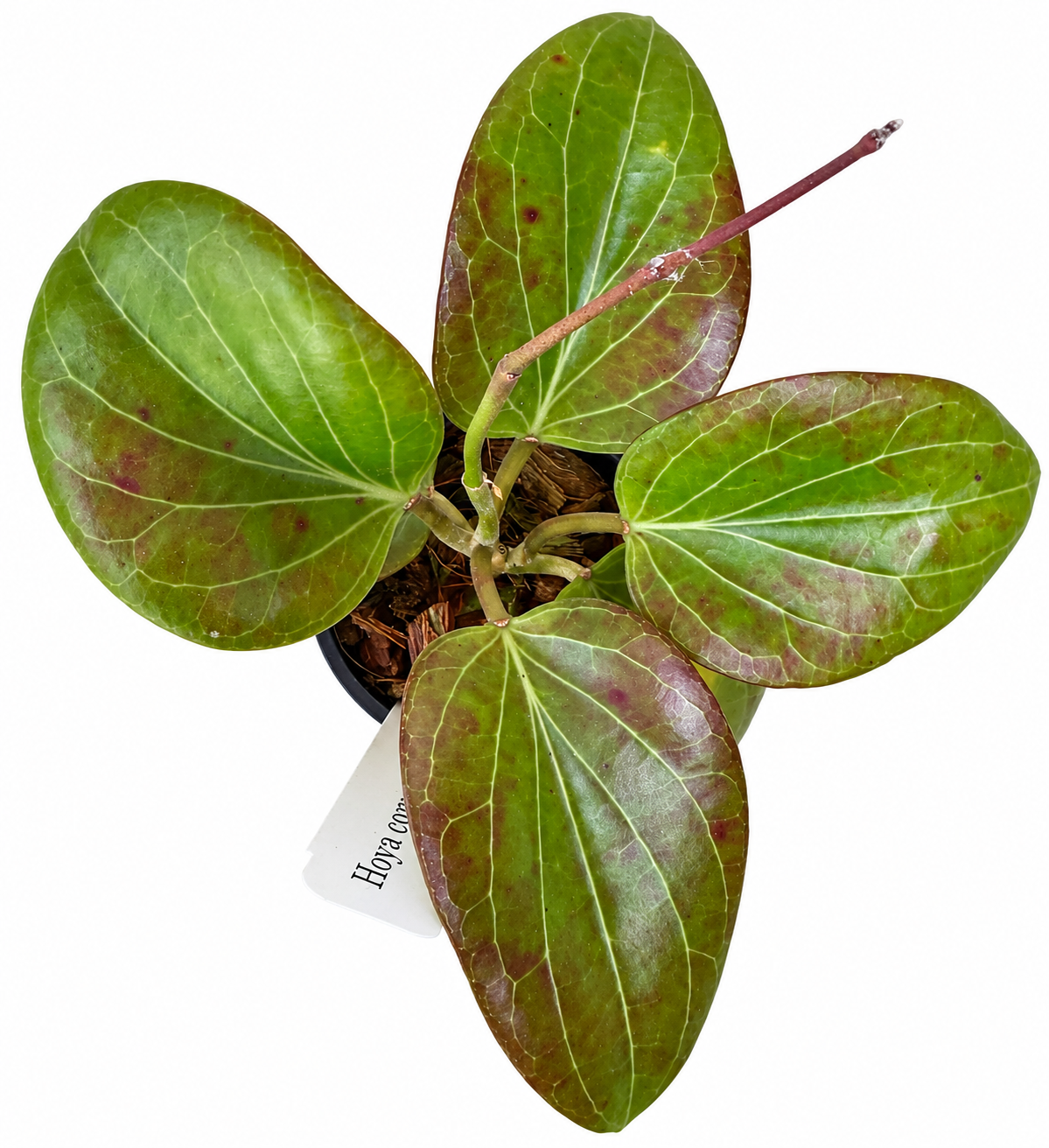 3" Hoya Cominsii