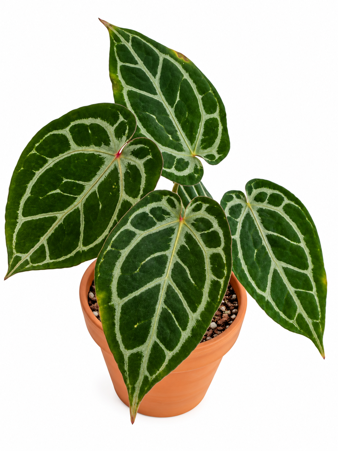 5" Anthurium Red Crystallinum