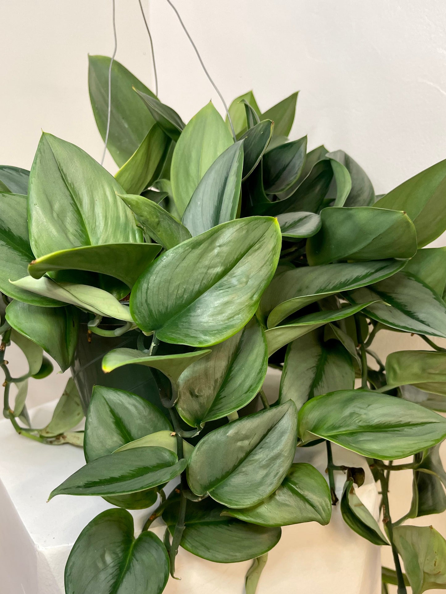 6" Scindapsus Treubii 'Moonlight'