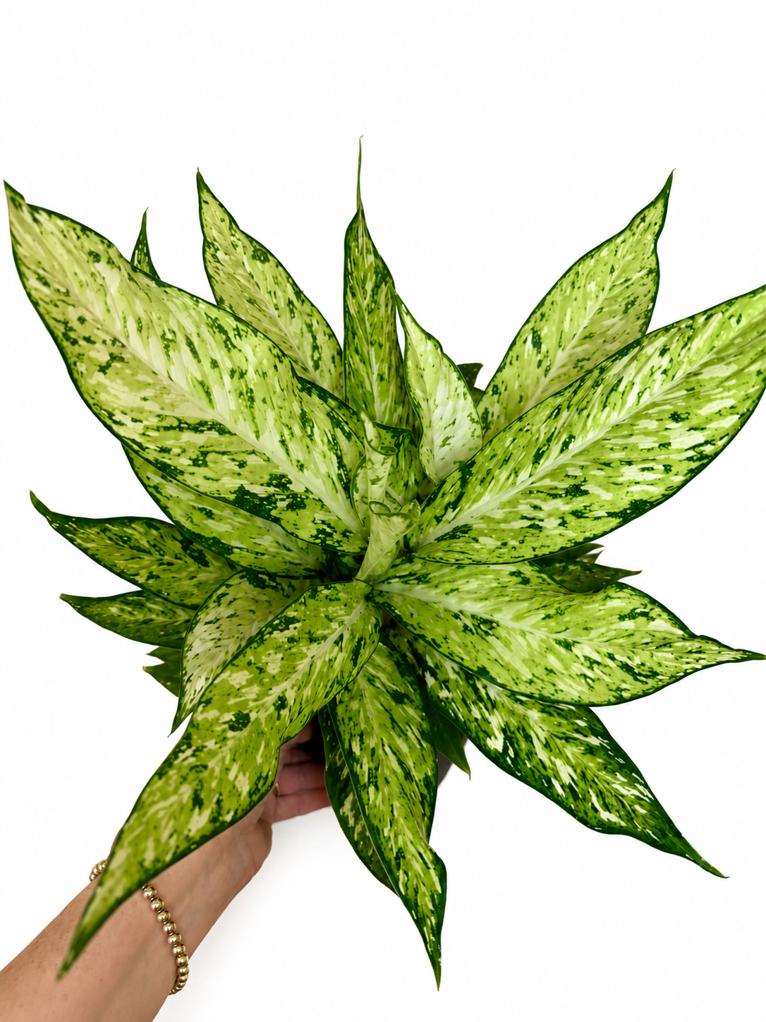 6" Dieffenbachia Starbright