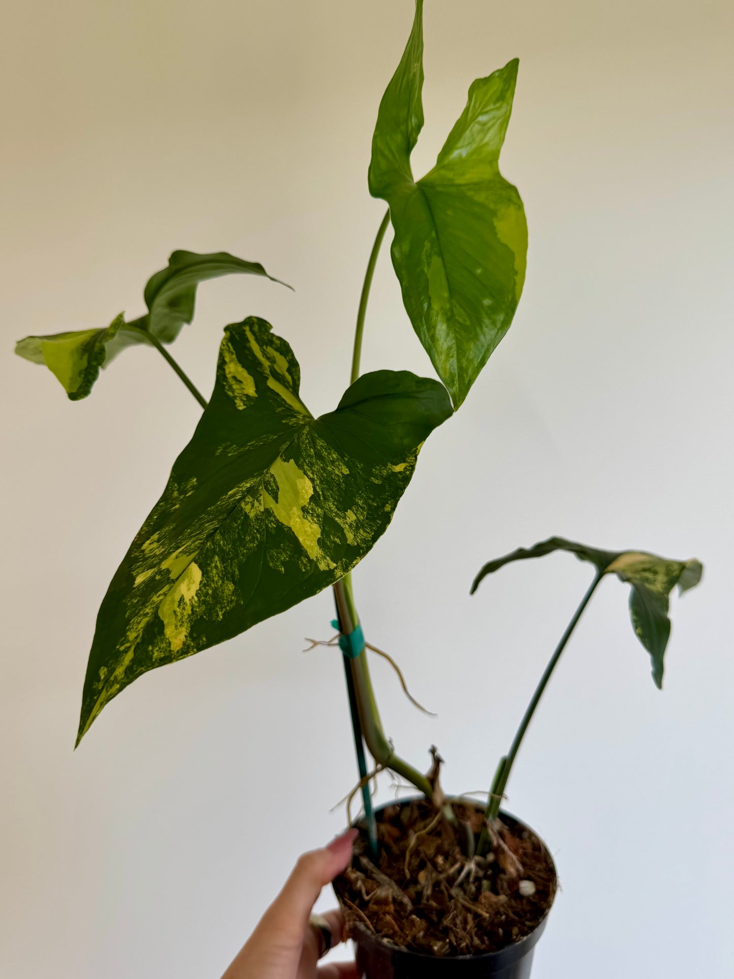 4" Syngonium Aurea