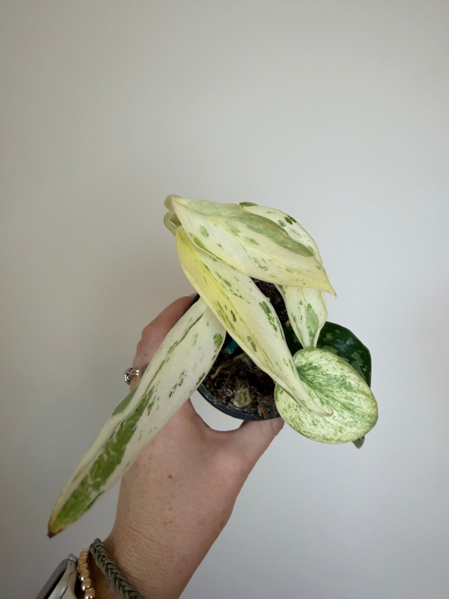 3” Scindapsus Silver Cloud Albo