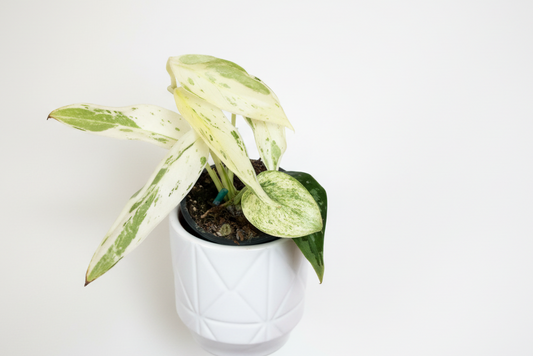 3” Scindapsus Silver Cloud Albo