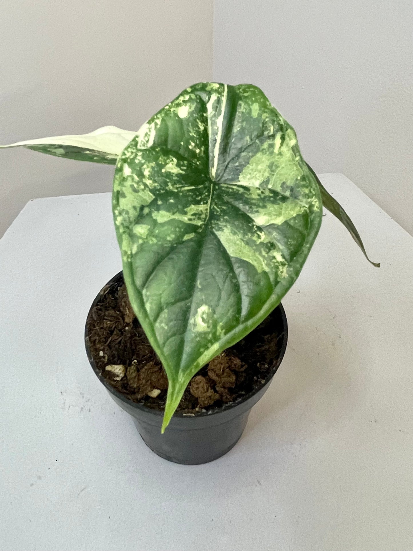 3" Alocasia Baginda 'Dragon Scale' Variegated