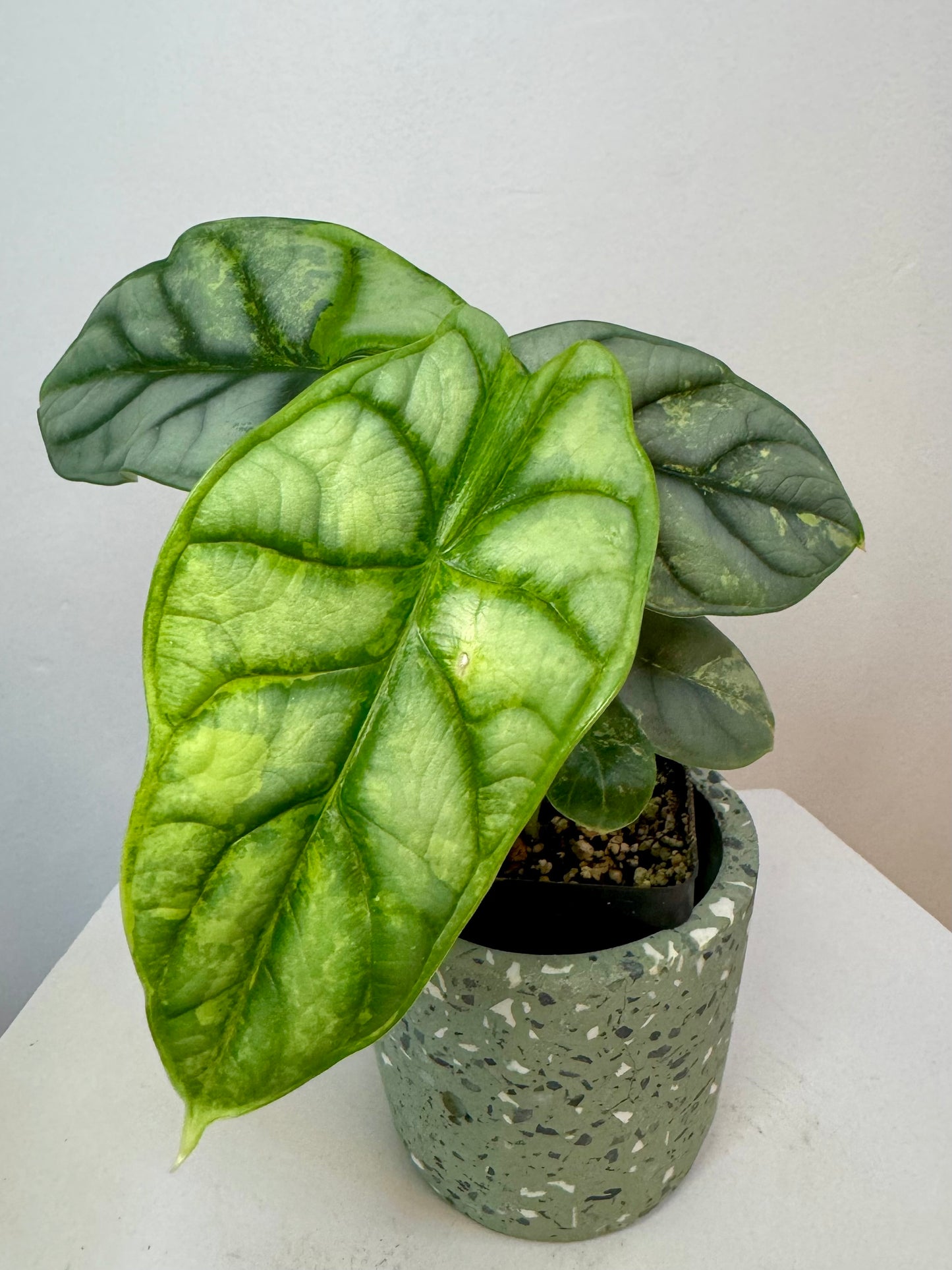 2.5" Alocasia Silver Dragon Variegated