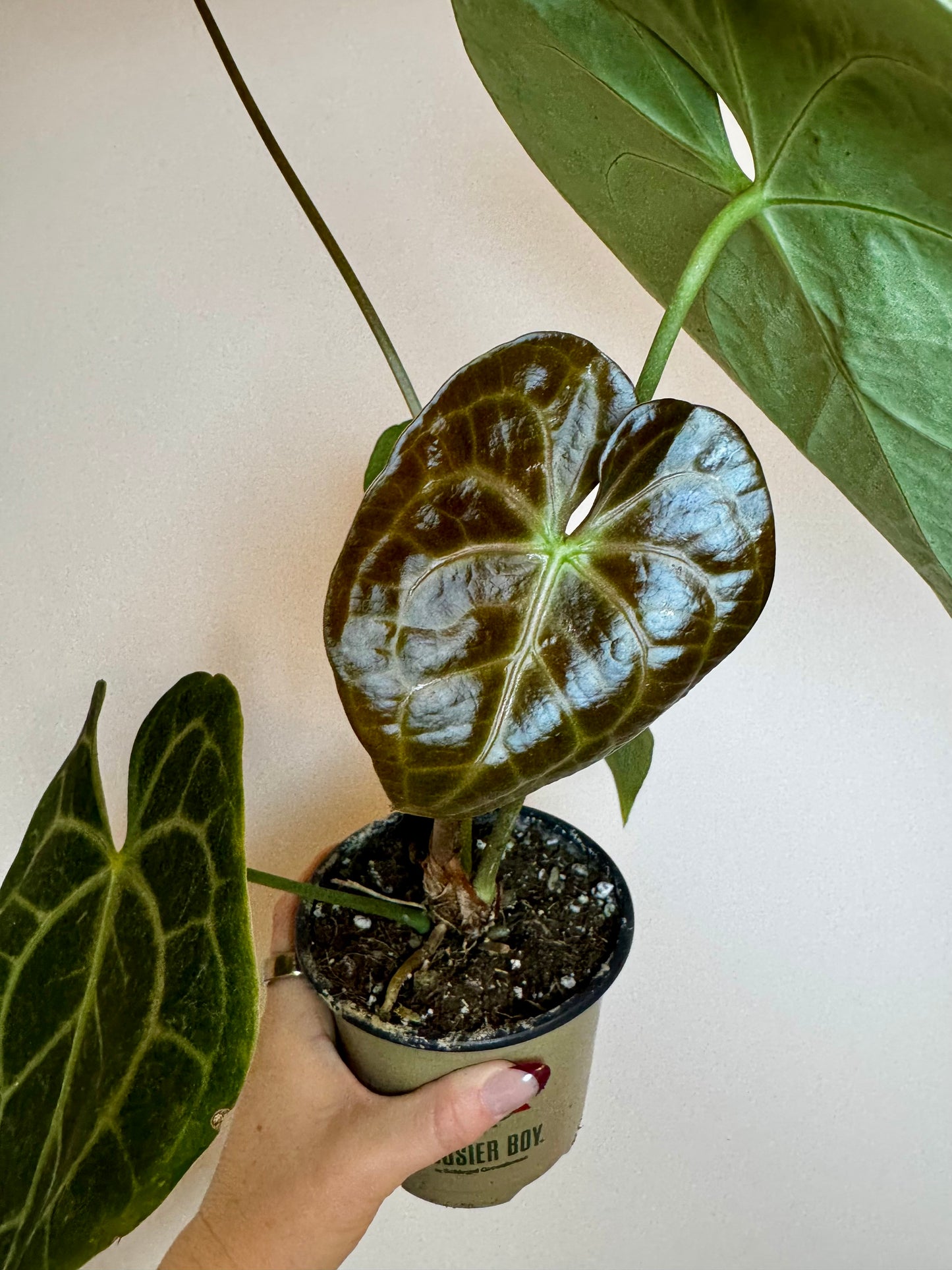 4.5" Anthurium Clarinervium