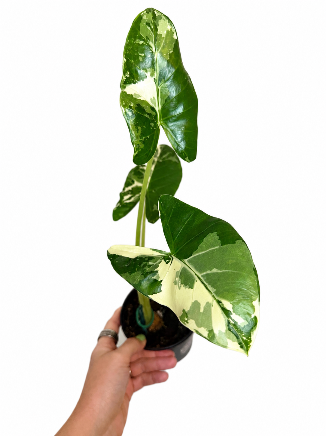 4" Alocasia Okinawa Variegated