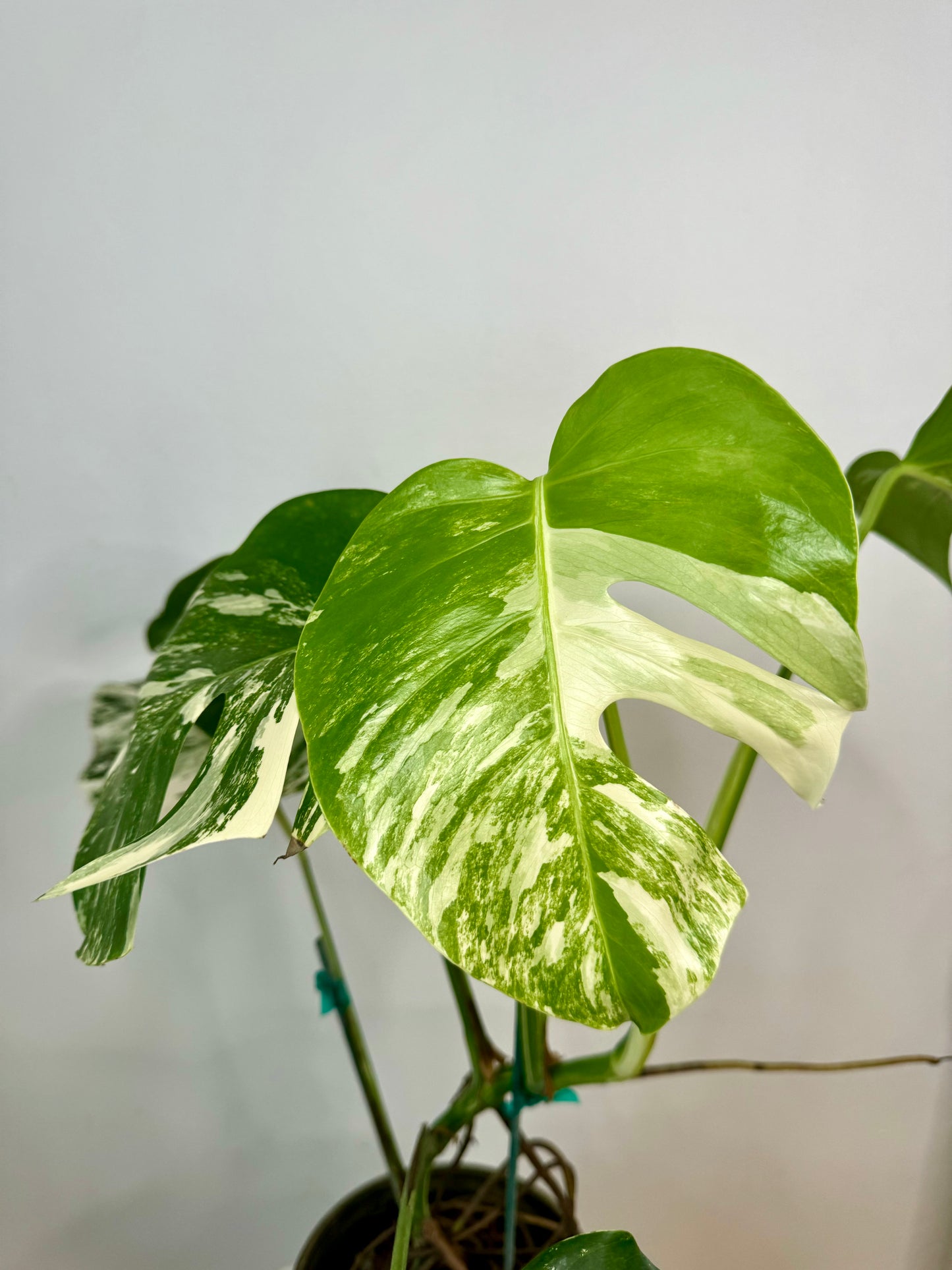 5" Monstera Albo