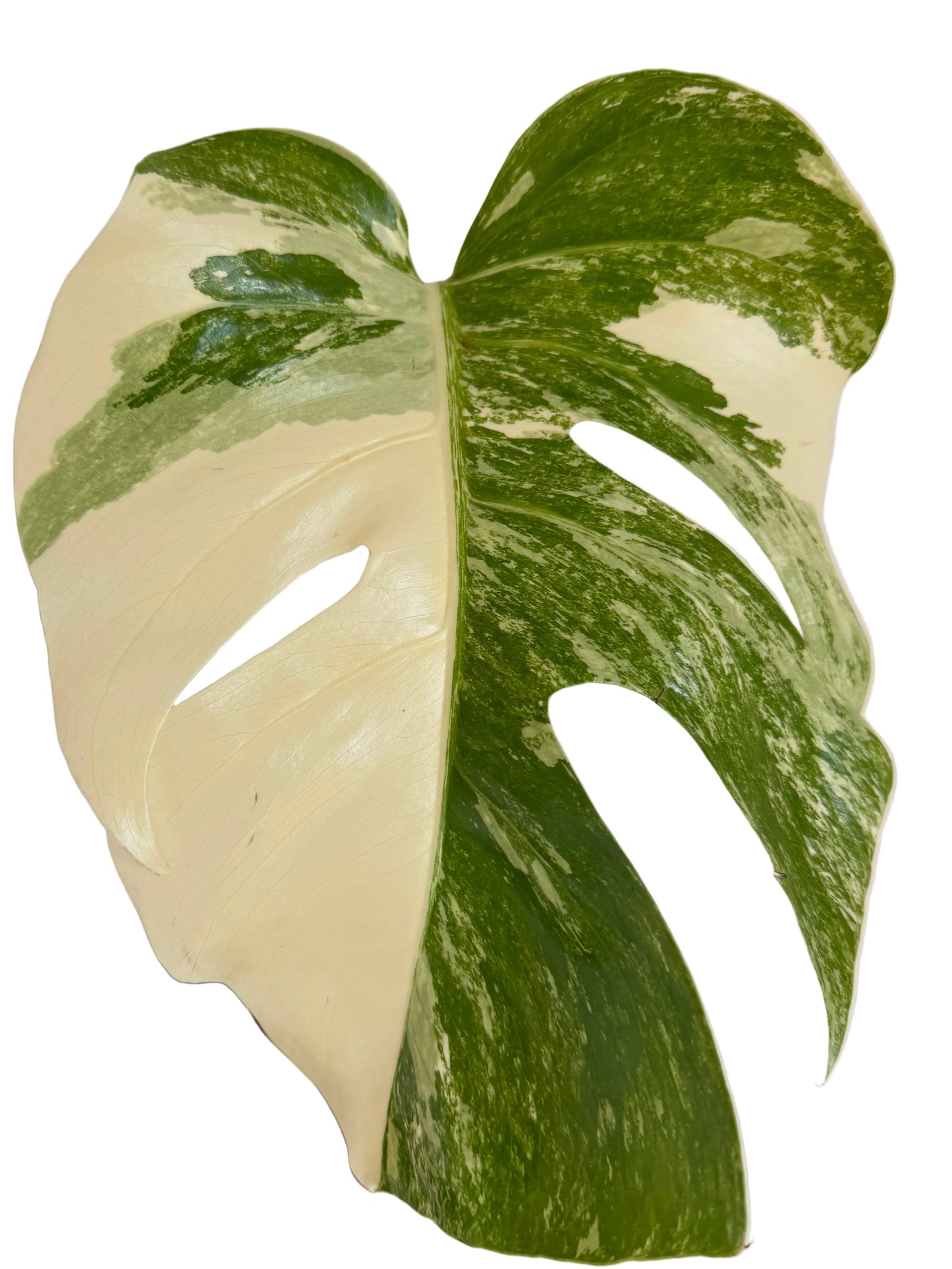 8” Monstera Albo - High Variegation