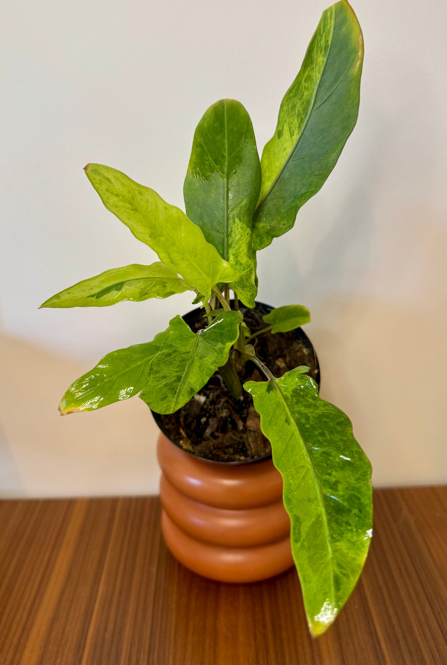 3" Alocasia Lauterbachiana Aurea