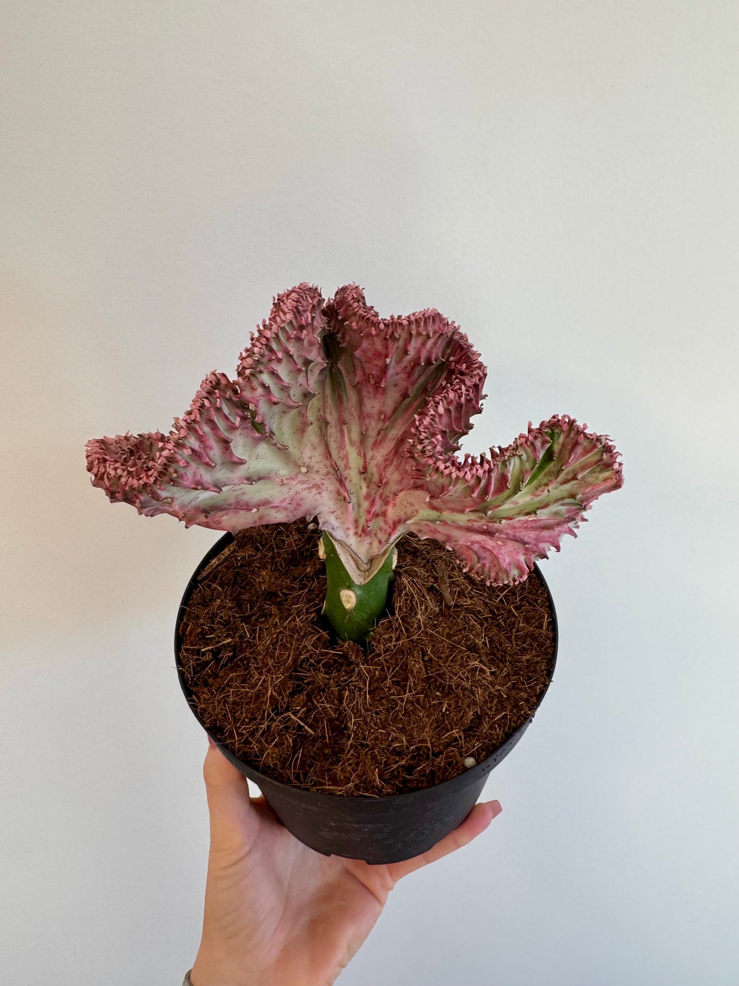 6" Euphorbia Lactea Pink 'Mermaid Tail Cactus'