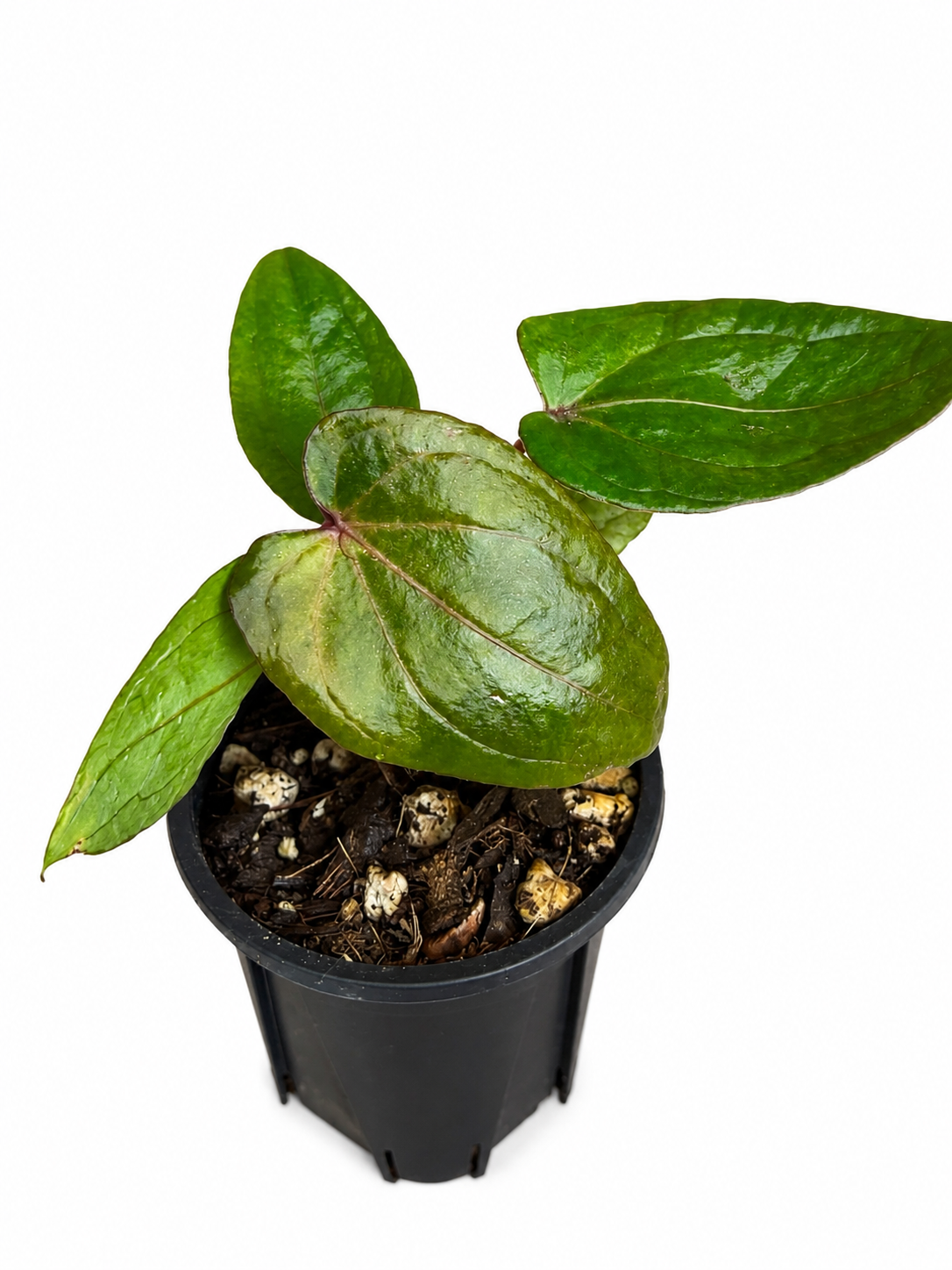 3" Anthurium Papillilaminum Variegated
