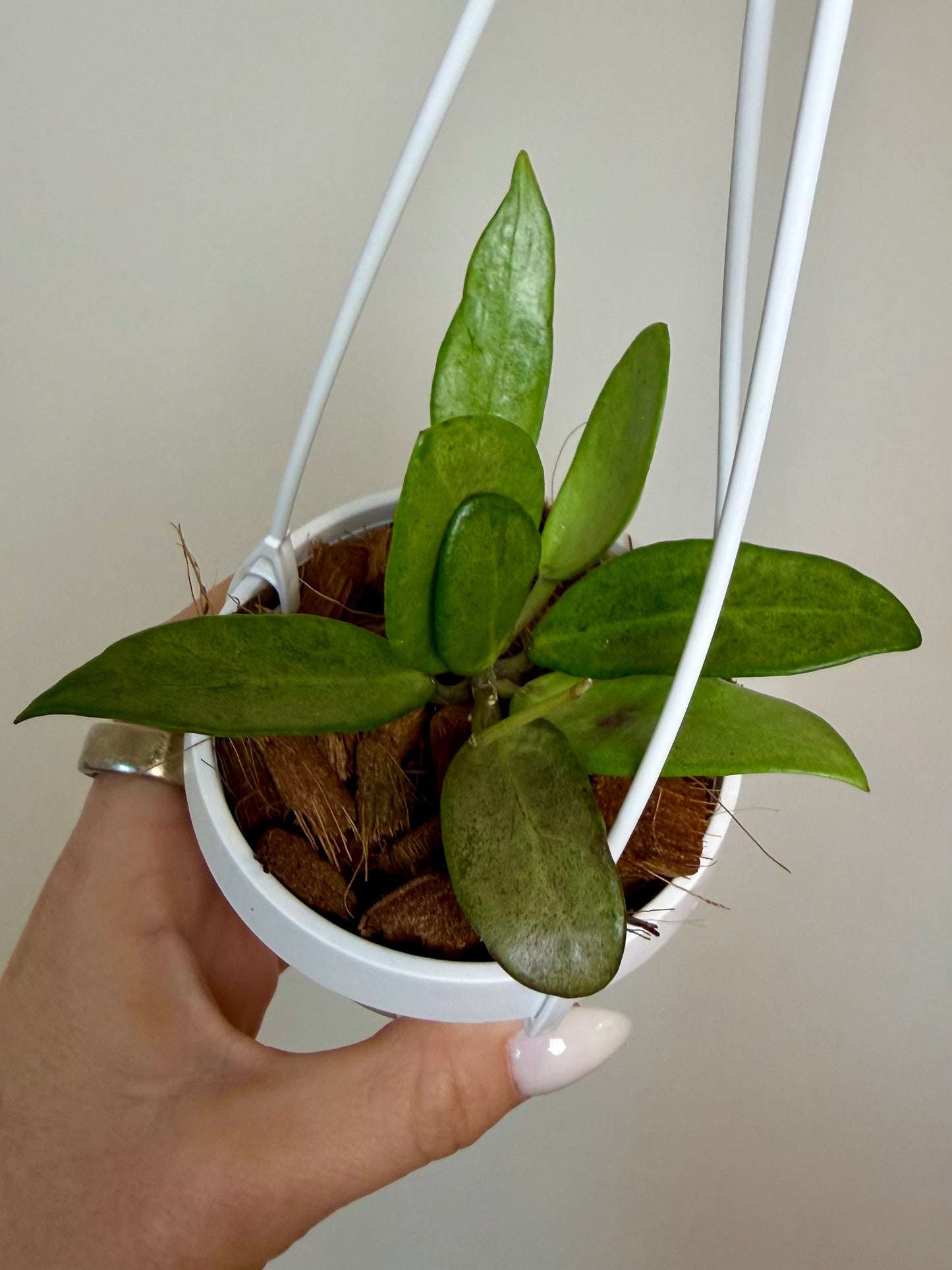 4" Hoya Silver Lady