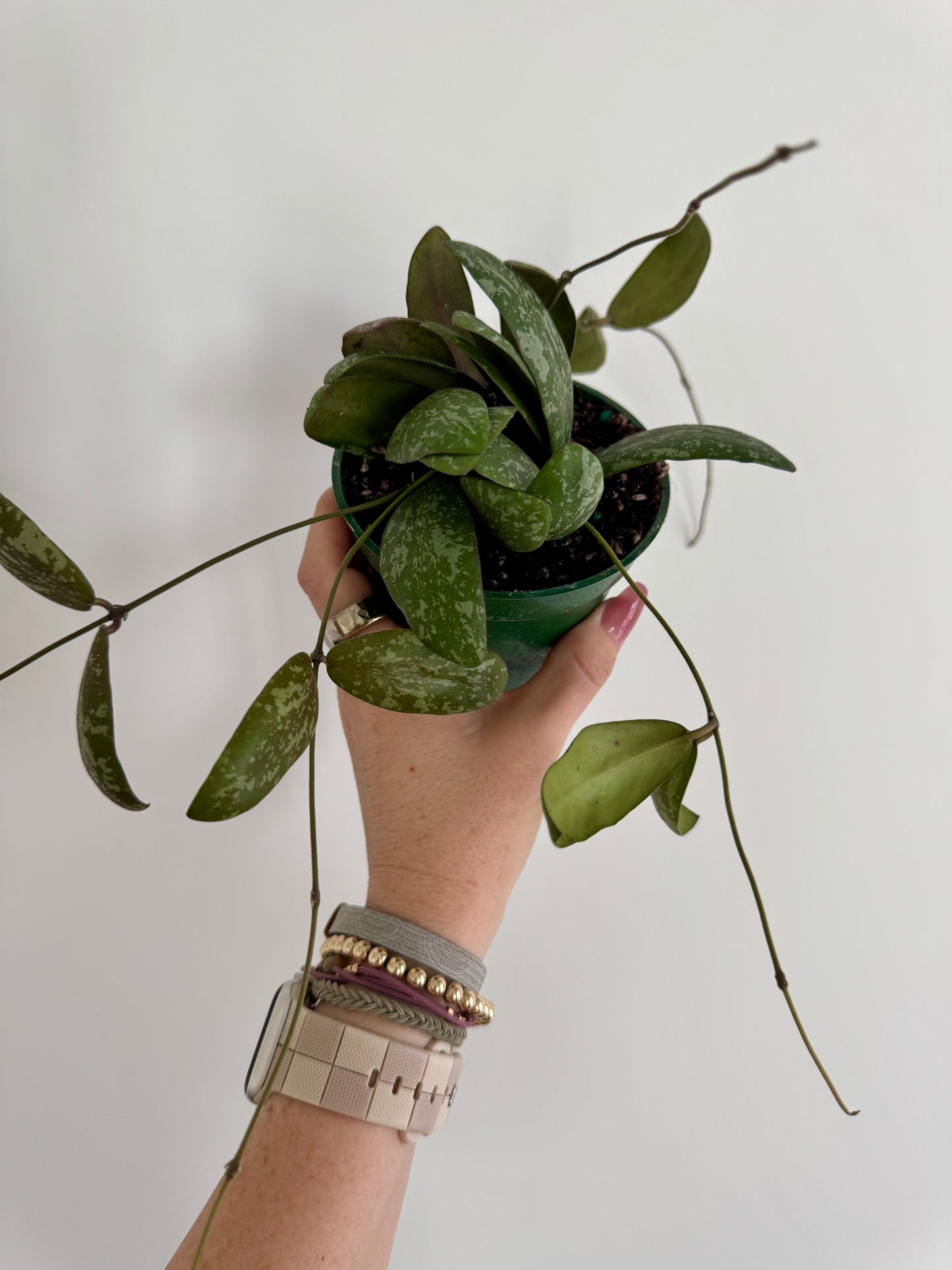 4” Hoya Sigillatis ʼRound Formʼ