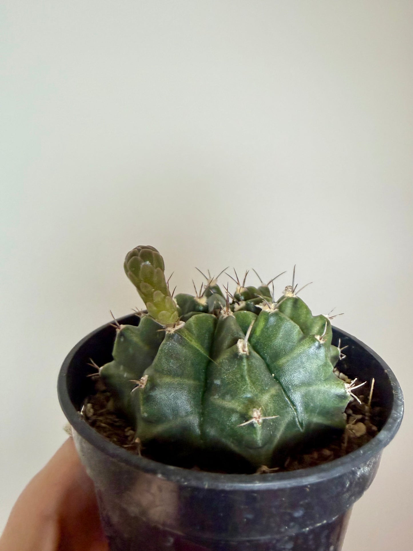 3" Gymnocalycium mihanovichii) 'Purple Moon Cactus'