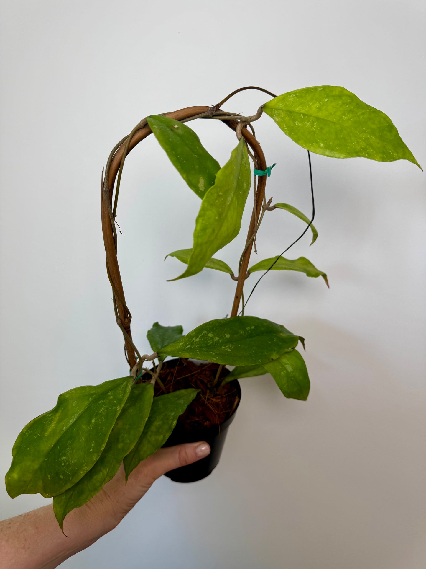 4" Hoya Finlaysonii ‘Chicken Farm’ on trellis