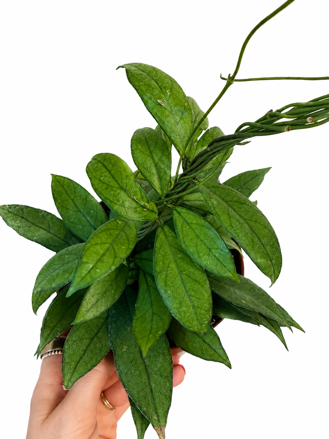 6” Hoya Crassipetiolata