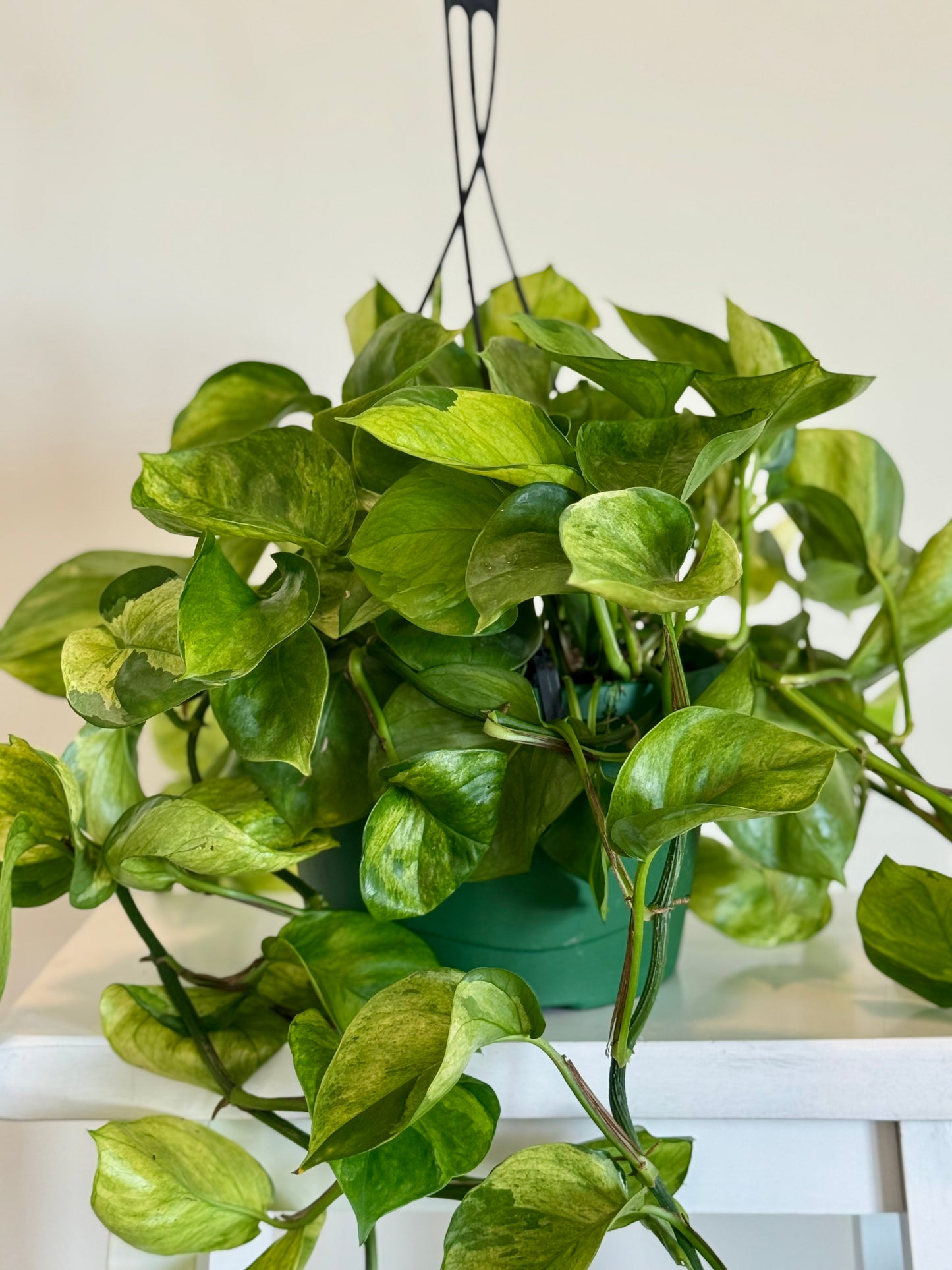 8" Guacamole Pothos HB 🌿 (Exclusive Launch!)