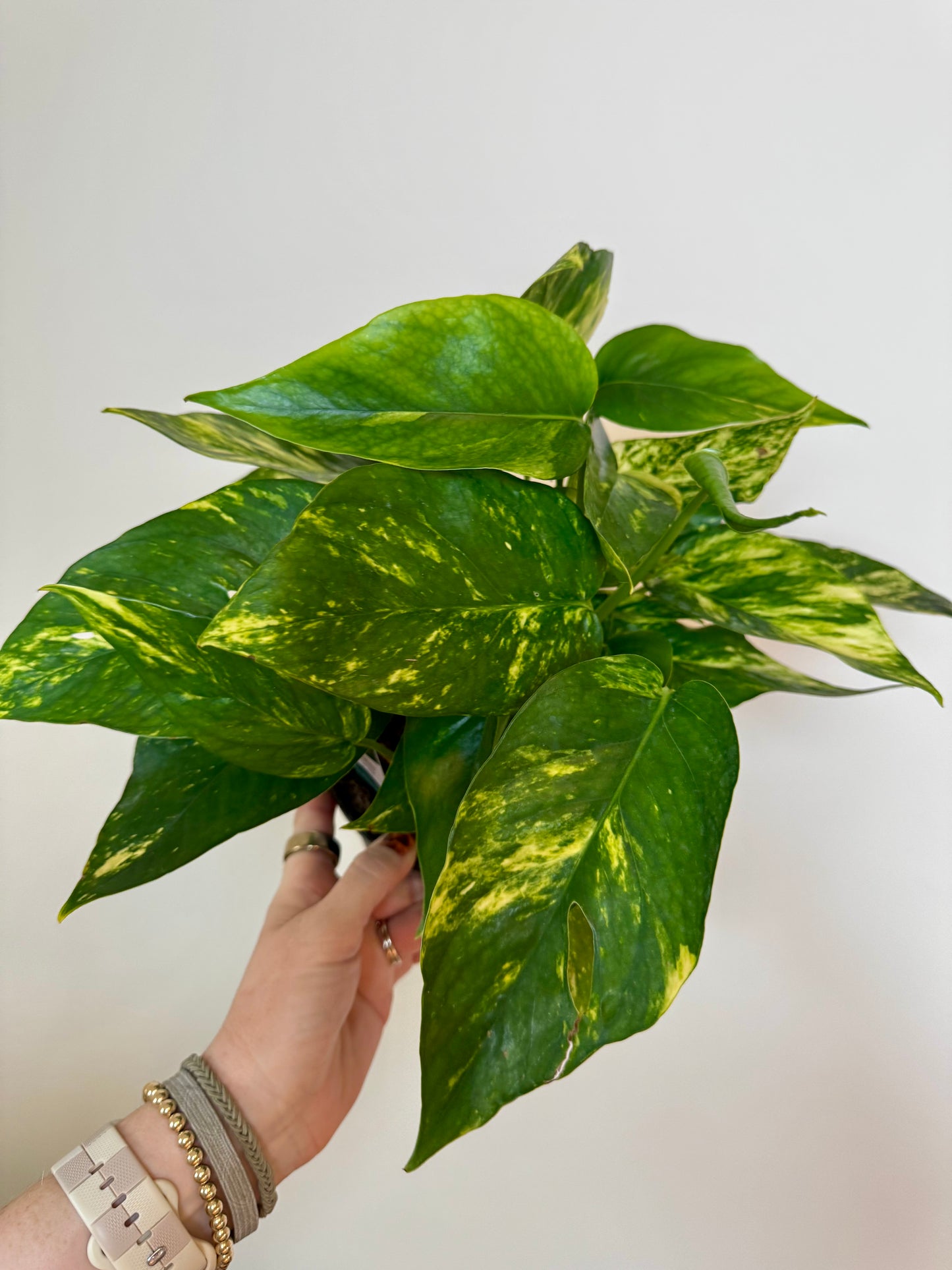 6” Epipremnum Yellow Sunrise