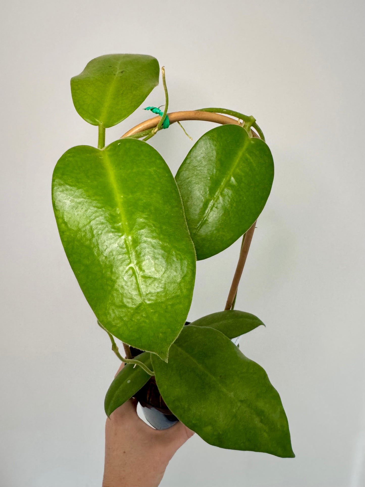 4" Hoya Calycina 'Stargazer' on Trellis