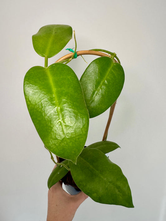 4" Hoya Calycina 'Stargazer' on Trellis