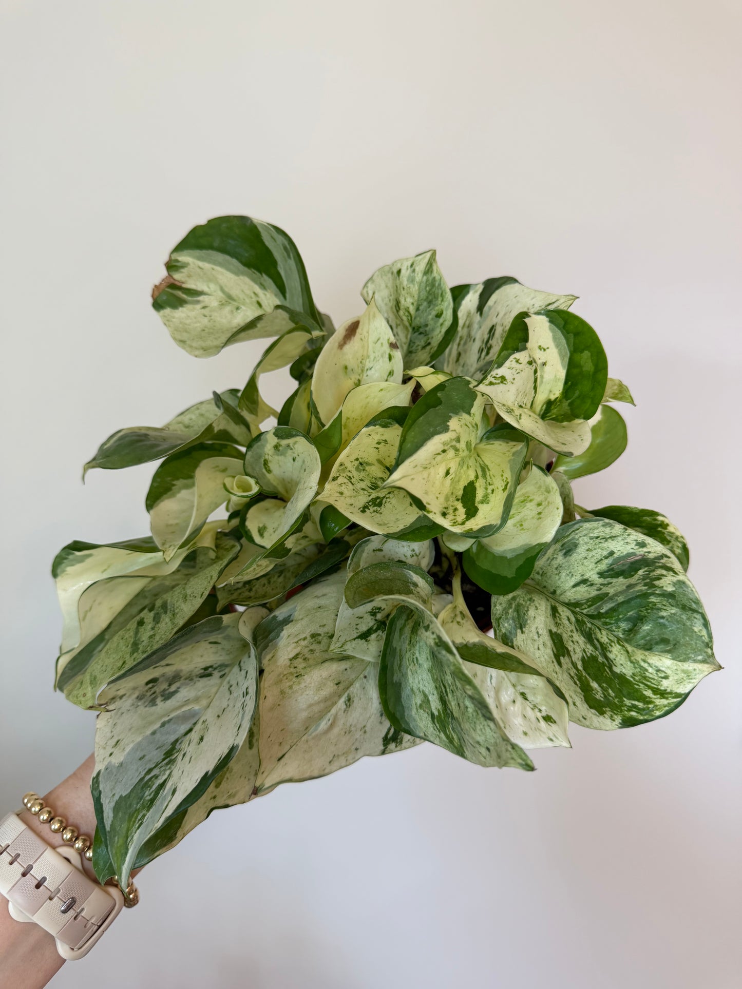 6” Manjula Pothos