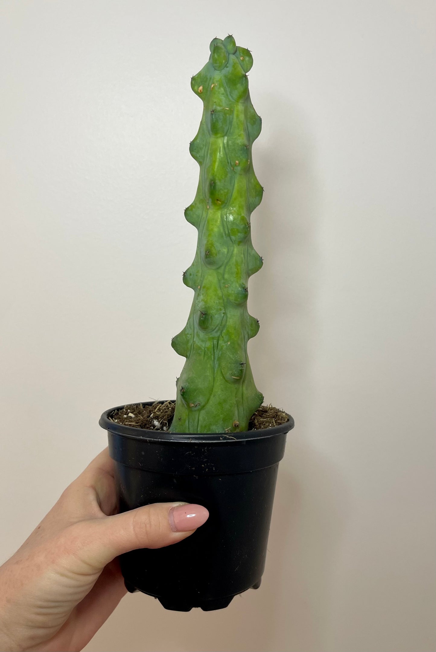 4" Boobie Cactus