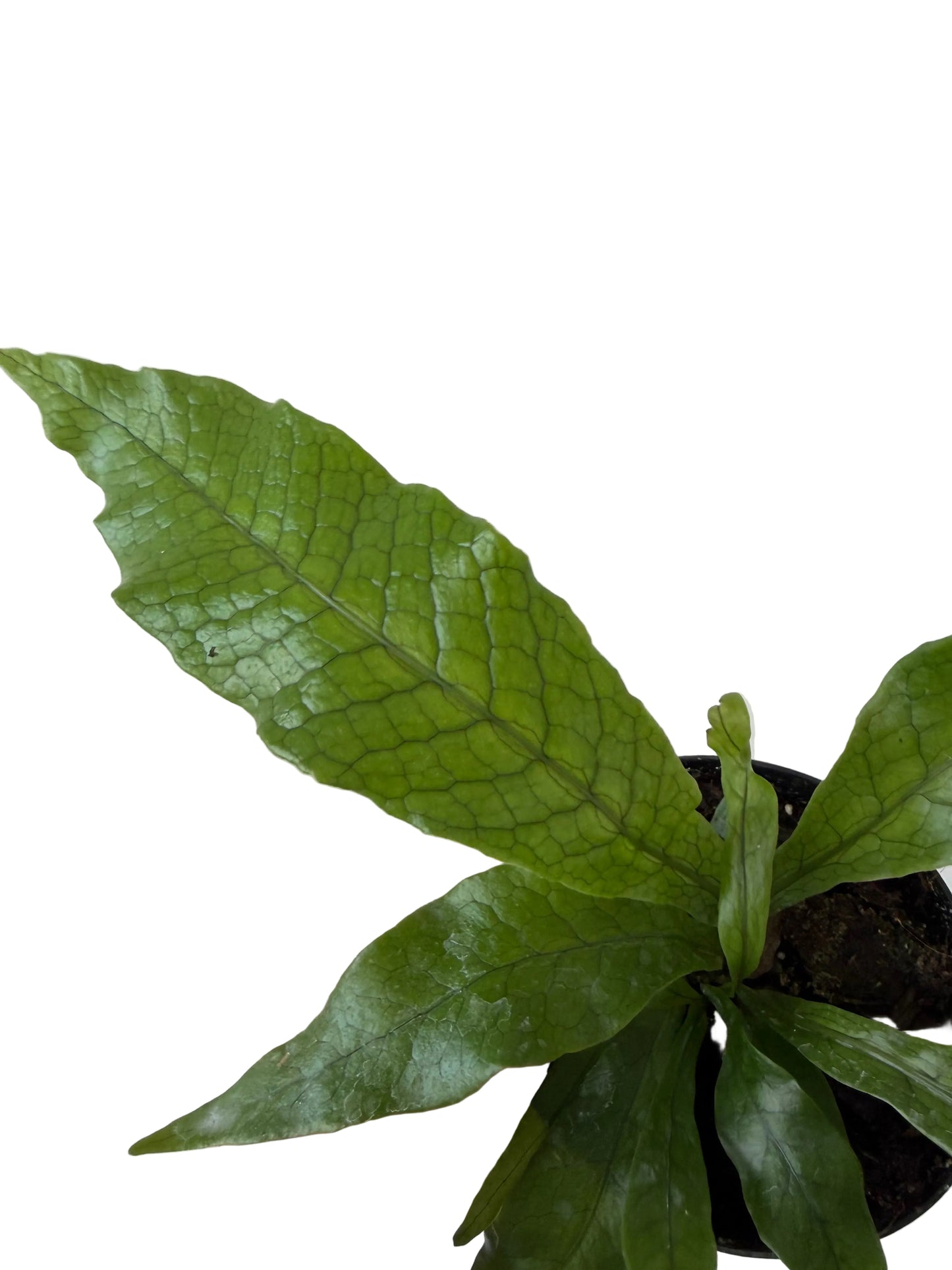 4” Crocodile Fern (Microsorum musifolium ‘Crocodyllus’)