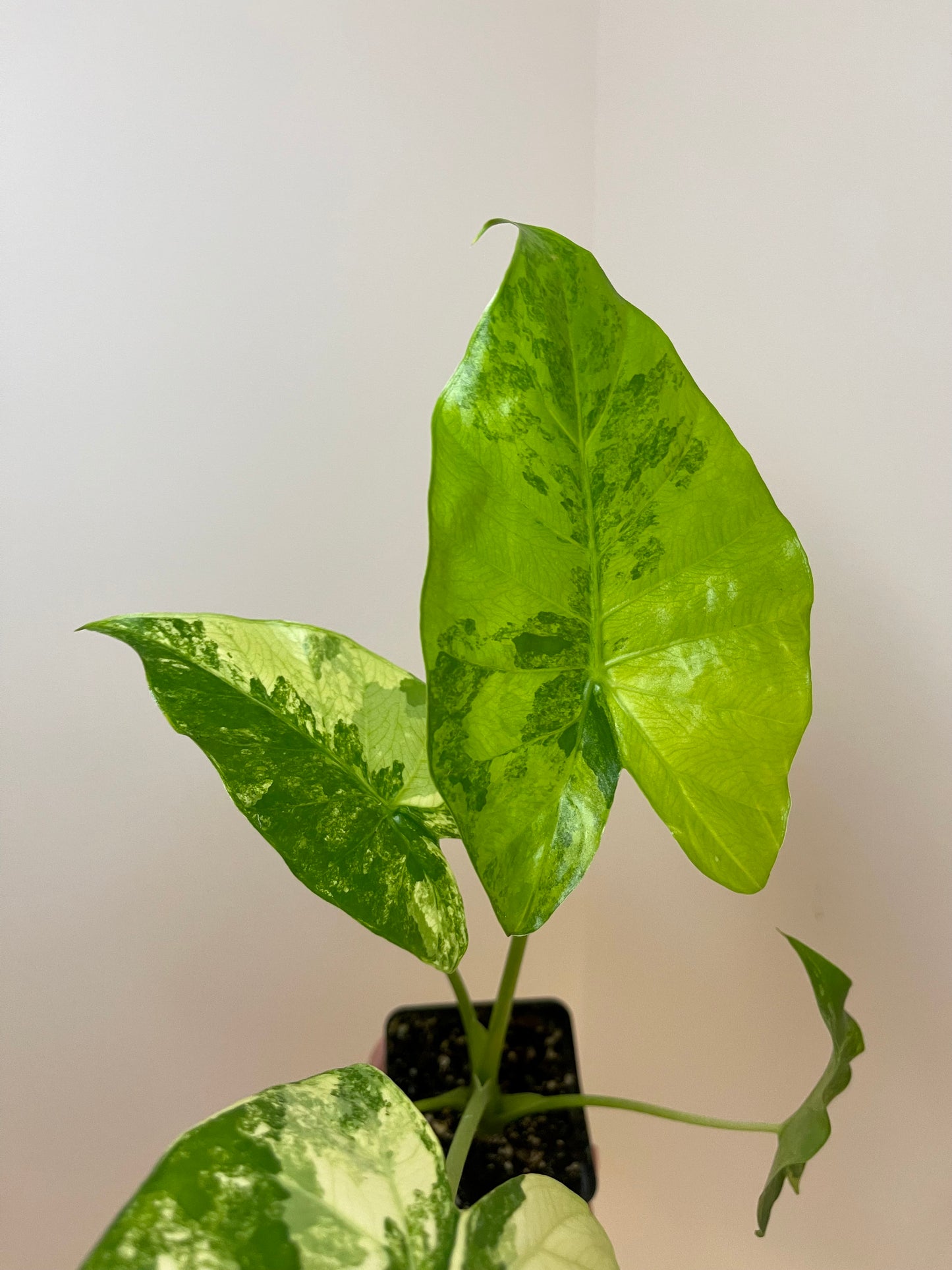 4” Alocasia Gageana Aurea Variegated