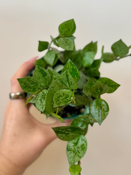 4" Hoya Krohniana Silver
