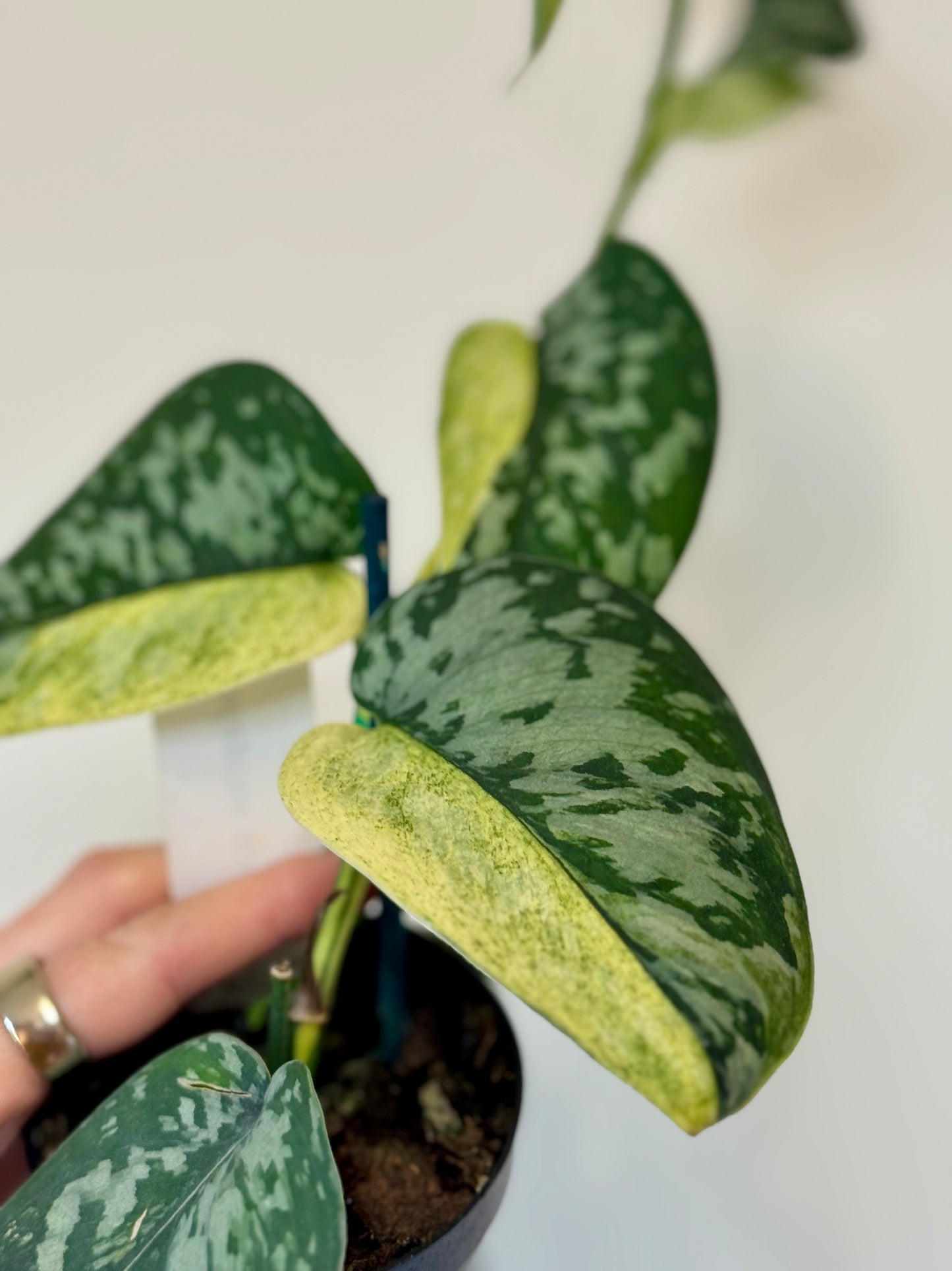 3” Scindapsus Maharlika
