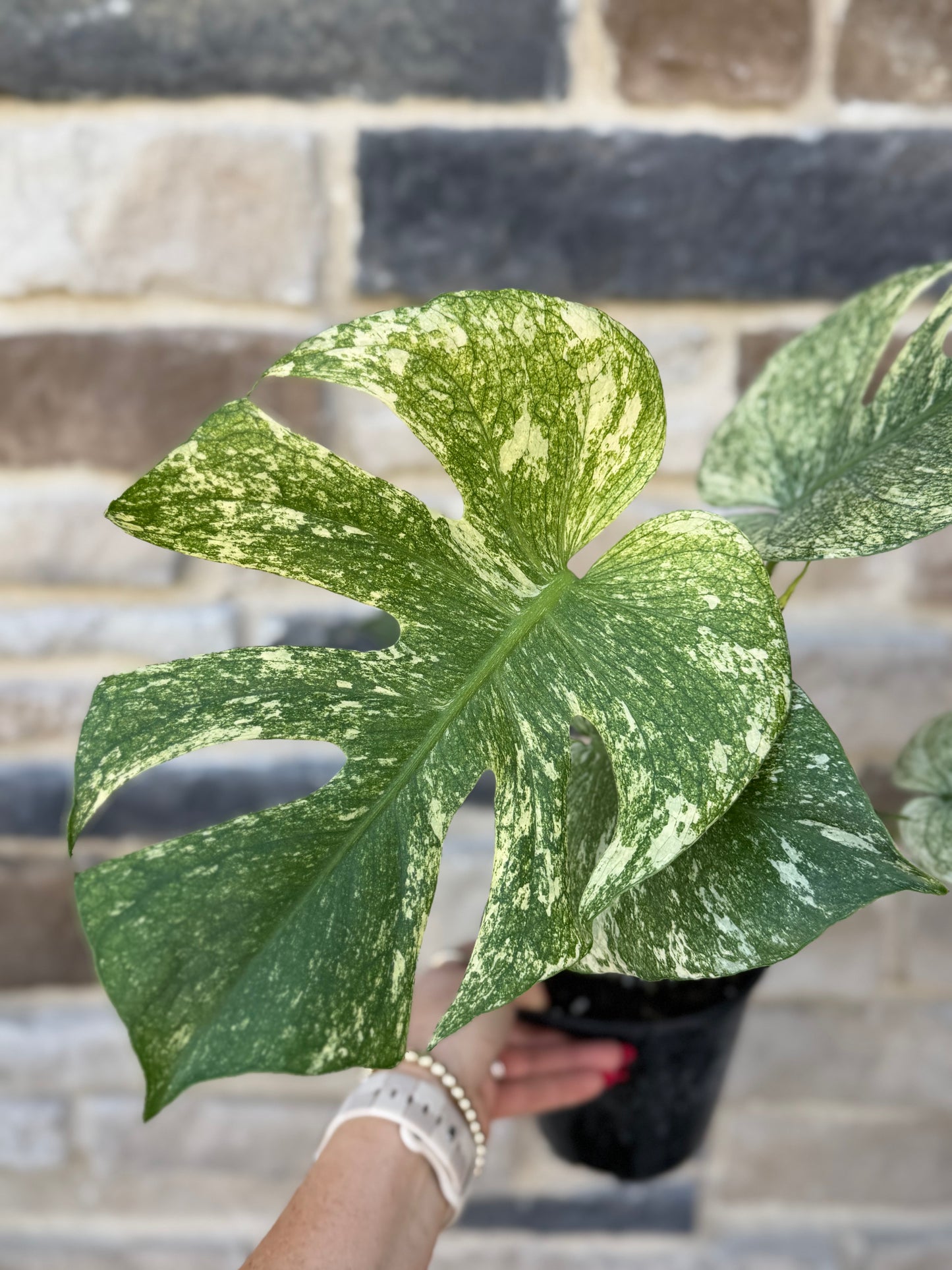 Monstera White Monster