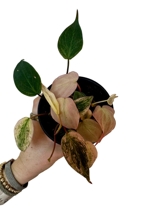 4" Philodendron Micans Variegated Pink
