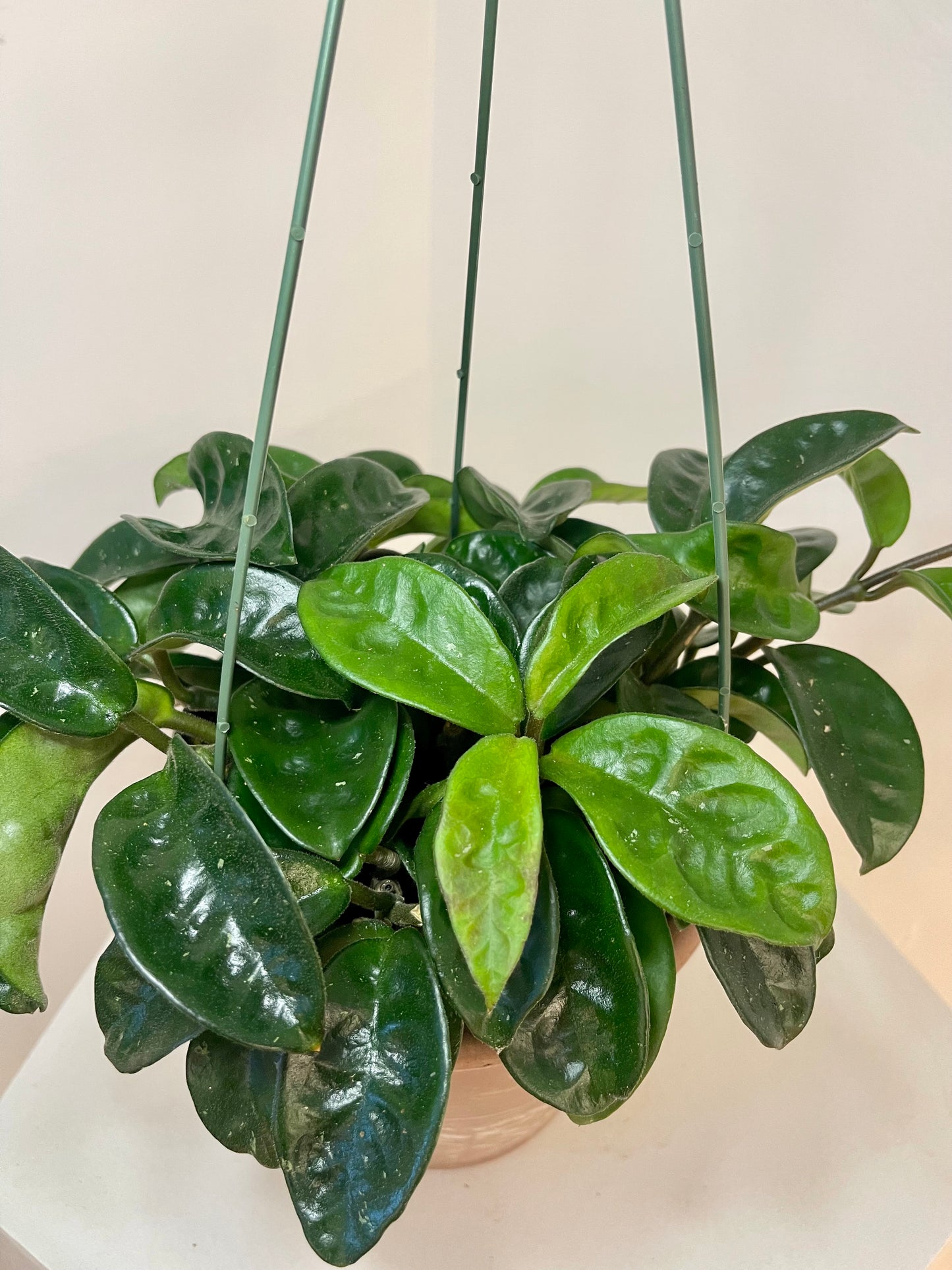 6” Hoya Carnosa ‘Krinkle’ XL