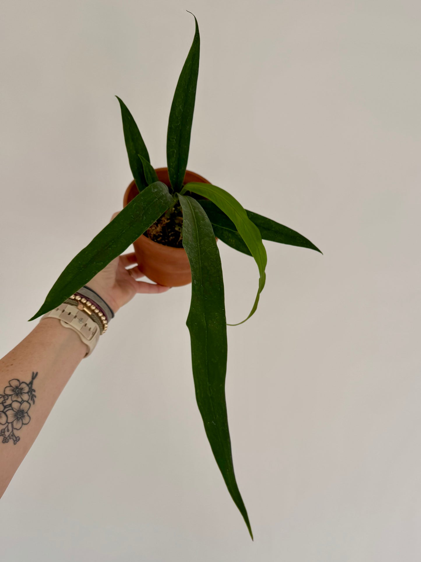 4" Anthurium Bakeri