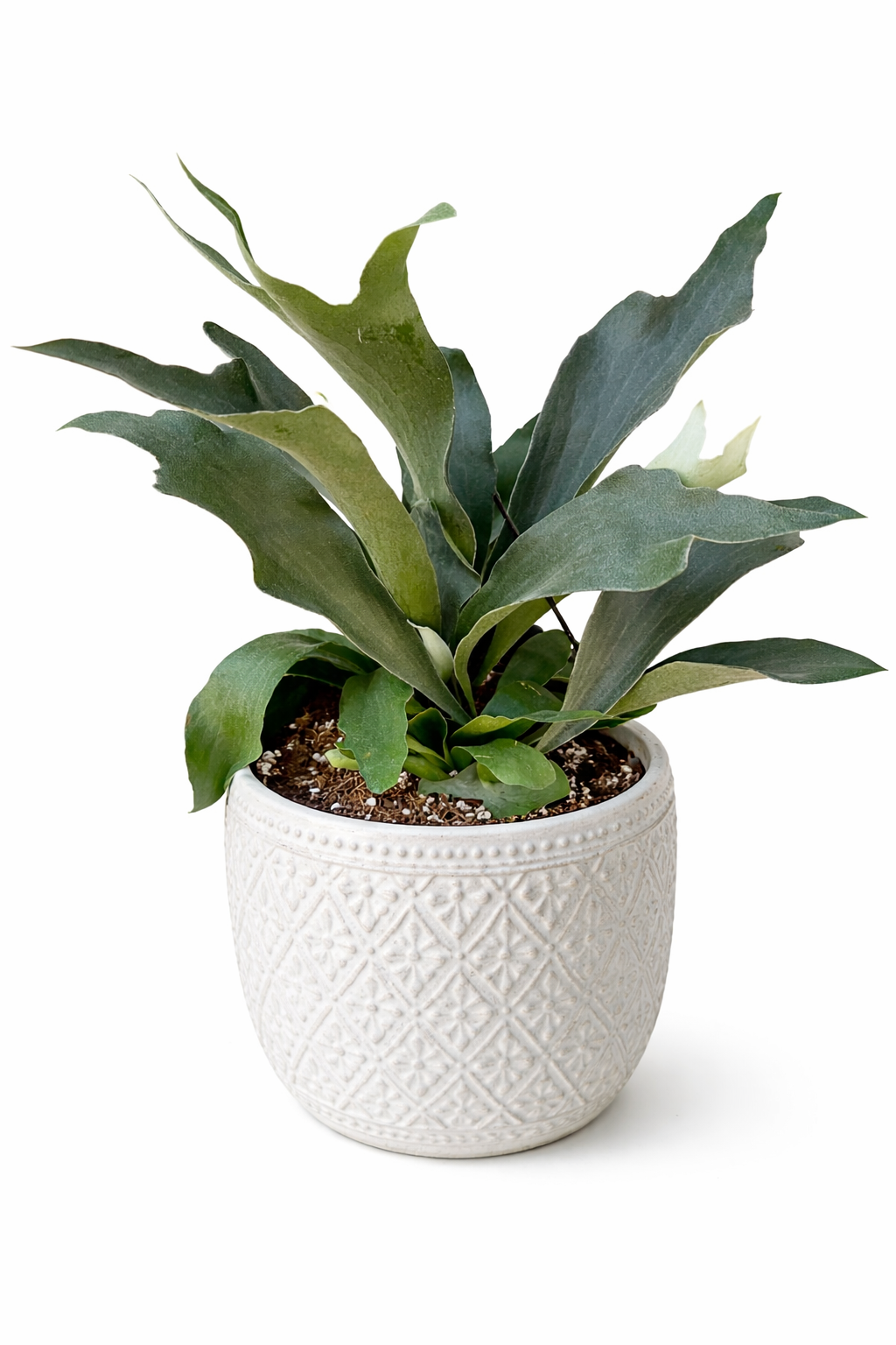 8” Staghorn Fern